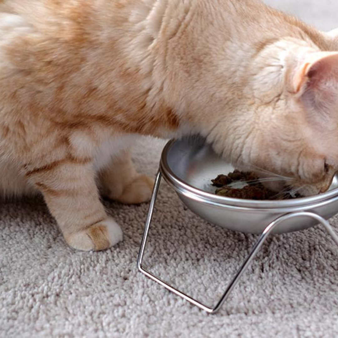 Cat Eating Out of Stainless Steel Cat Bowl