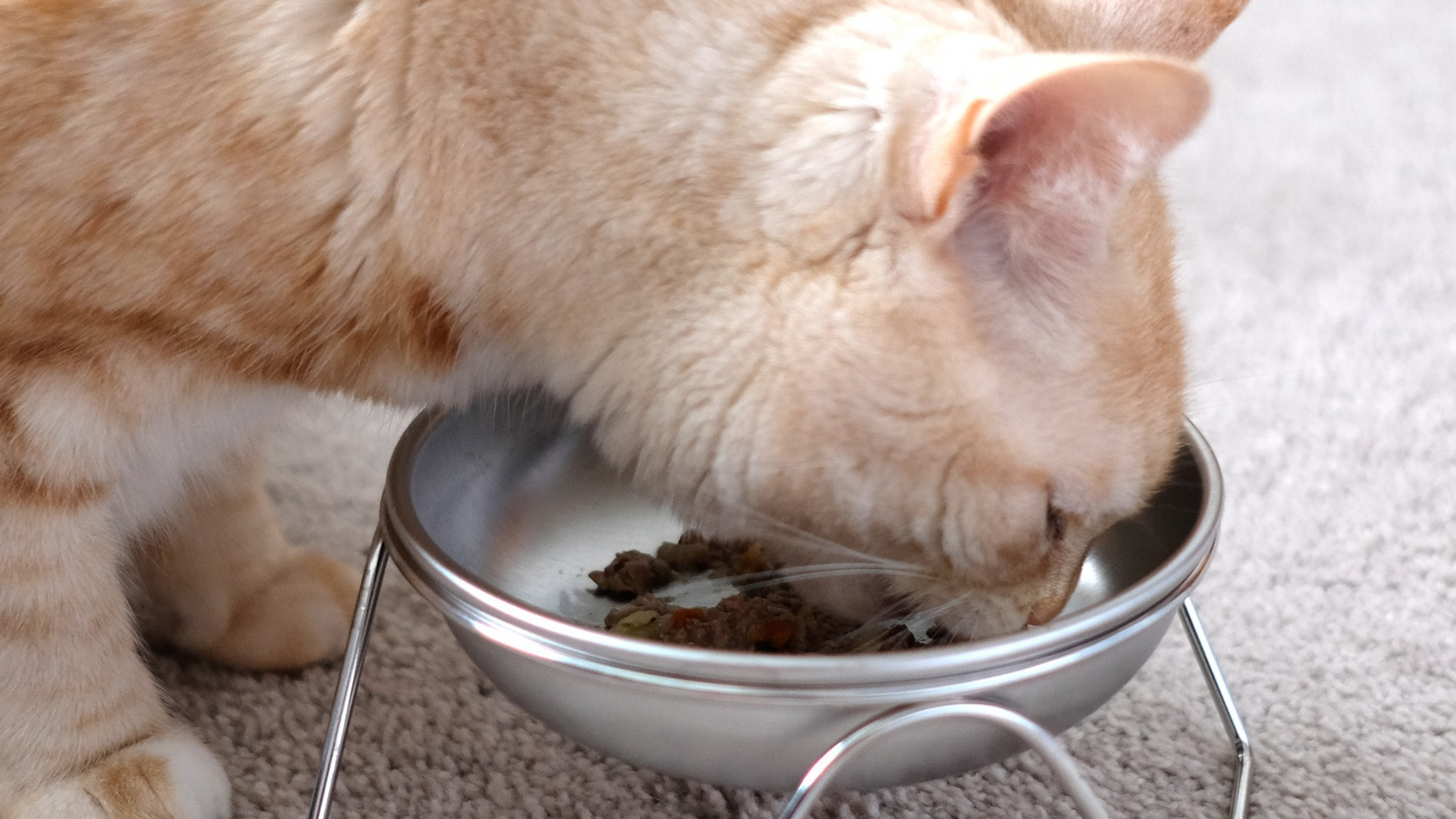light orange cat eating kibble from an elevated cat bowl made from stainless steel