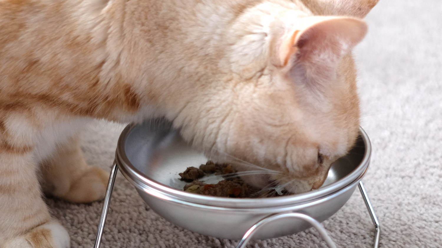 5 Benefits of Raised Cat Food Bowls