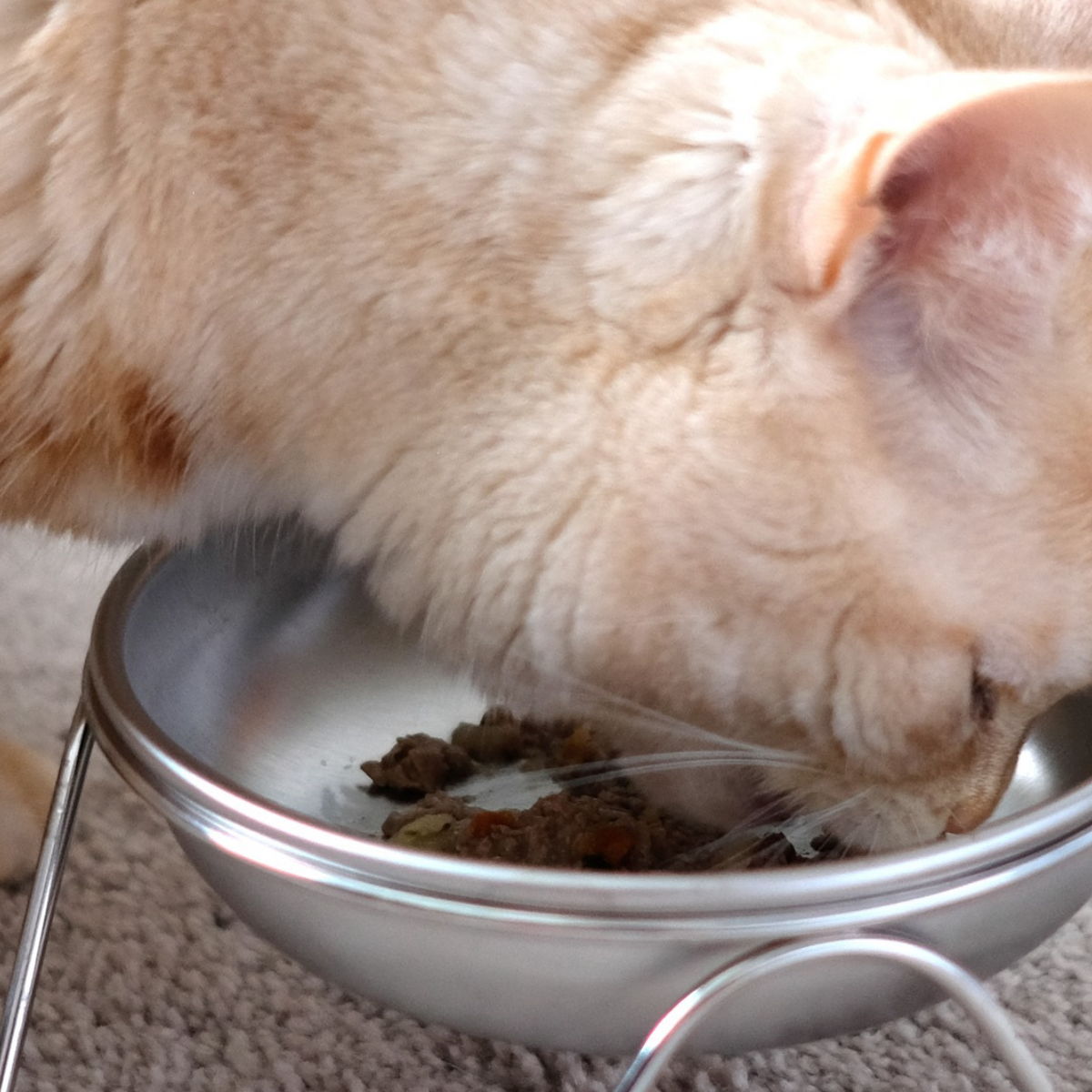 Dishes with cats on them clearance