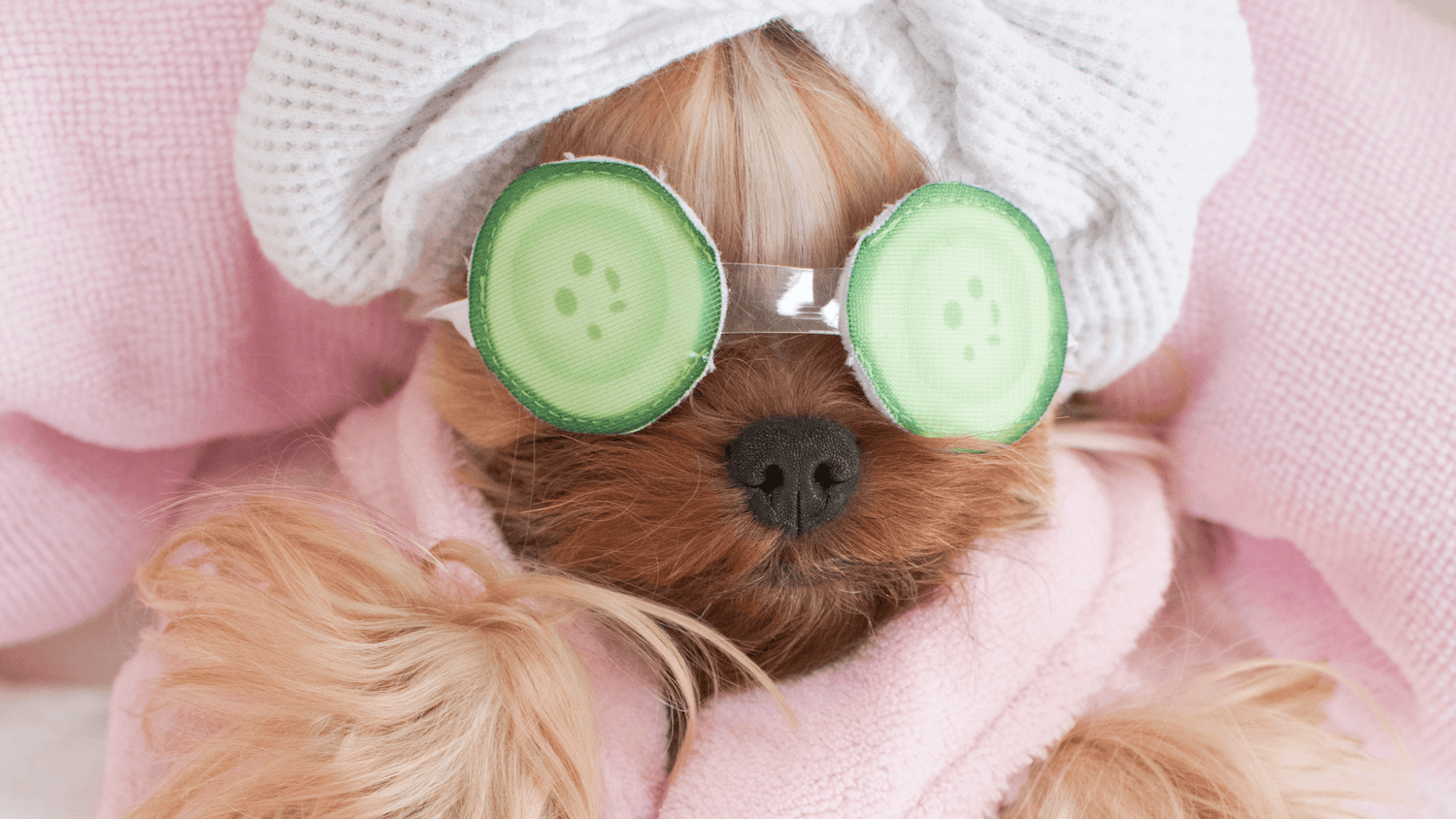 yorkshire terrier puppy at the spa with cucumbers over it's eyes. 