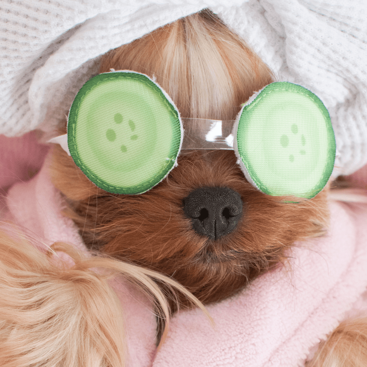 Natural dog on sale grooming products