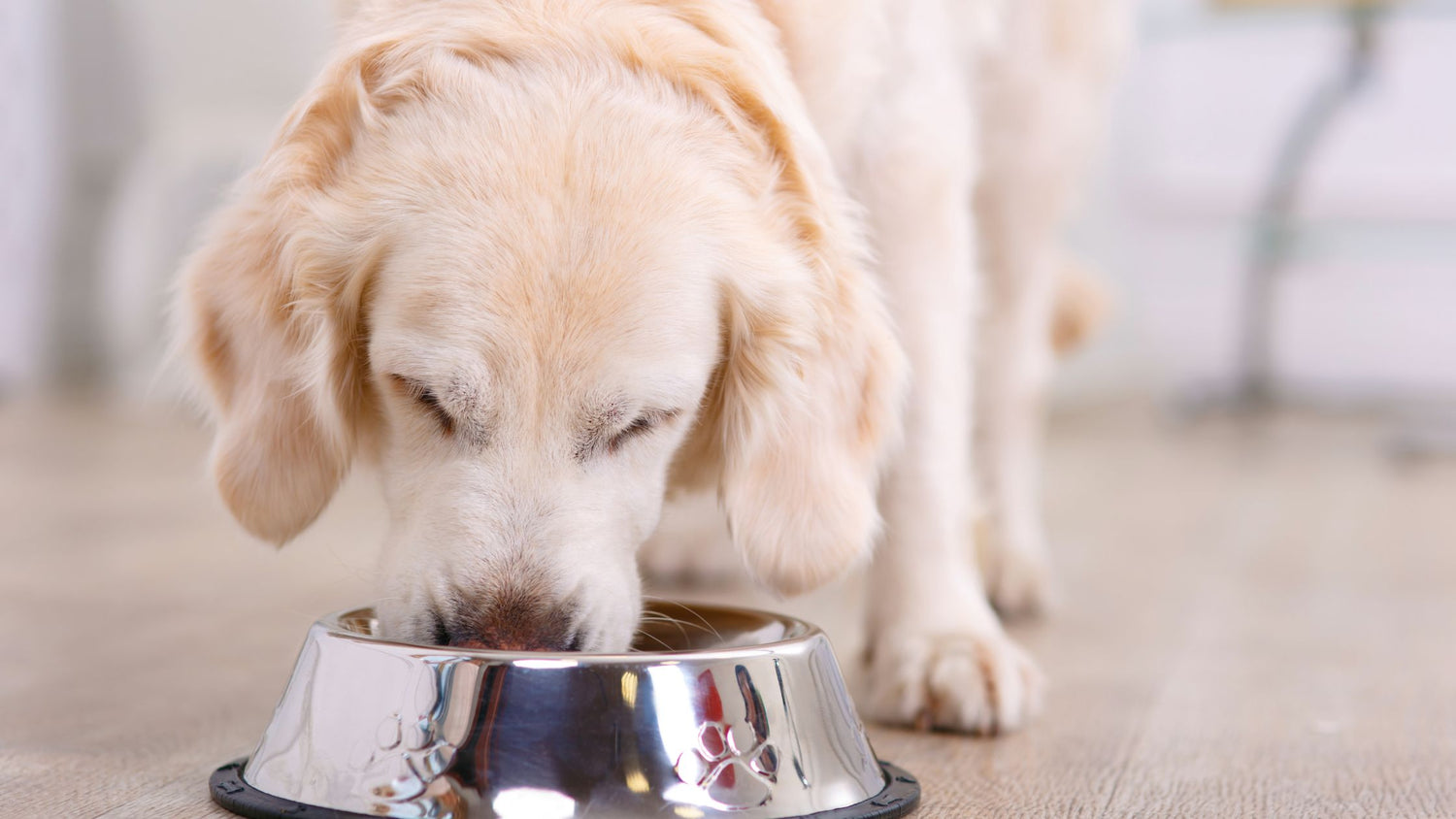 golden lab eating homemade dog food from stainless steel bowl