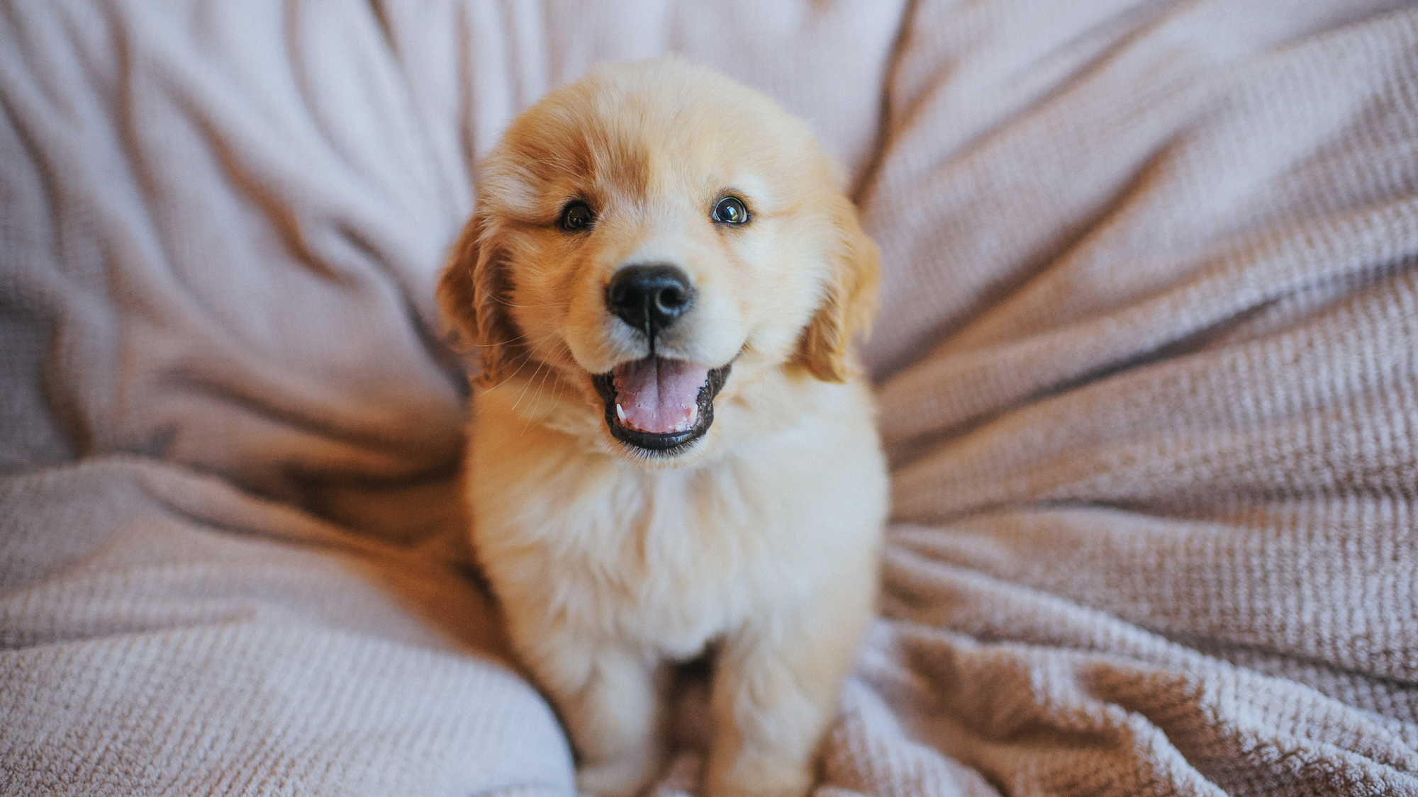 cute puppy sitting on bed with tongue out 