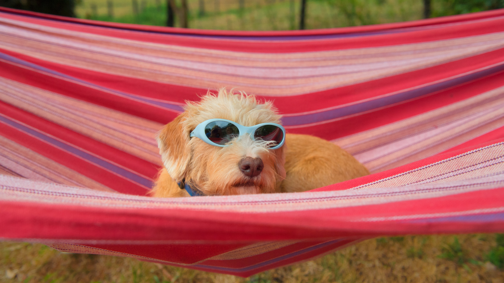 dog with sunglasses relaxing on a hammock
