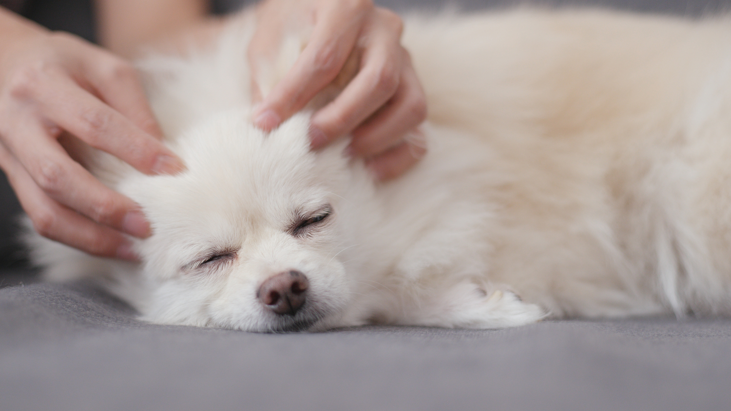 White dog getting a canine massage 
