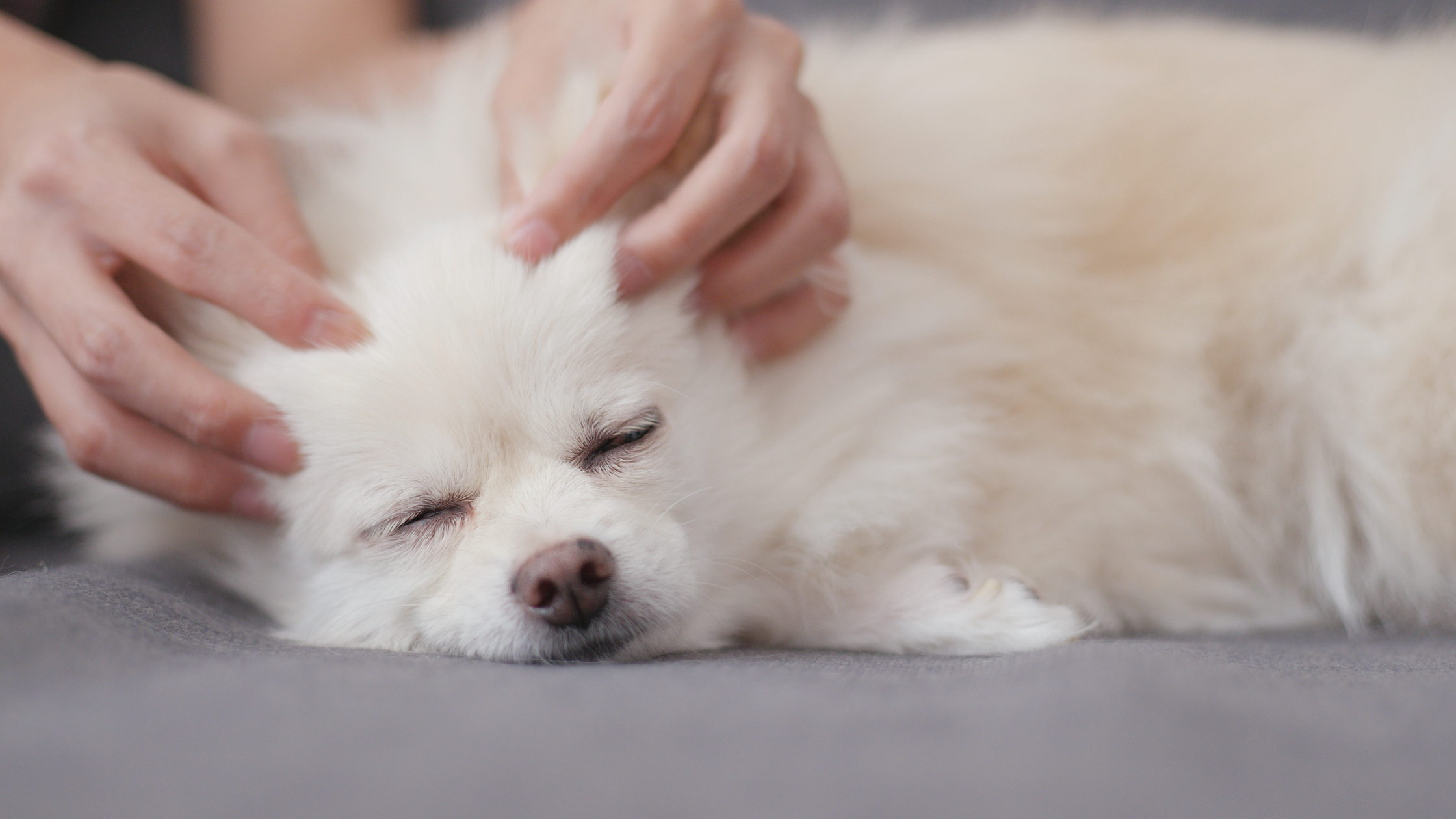 White dog getting a canine massage 