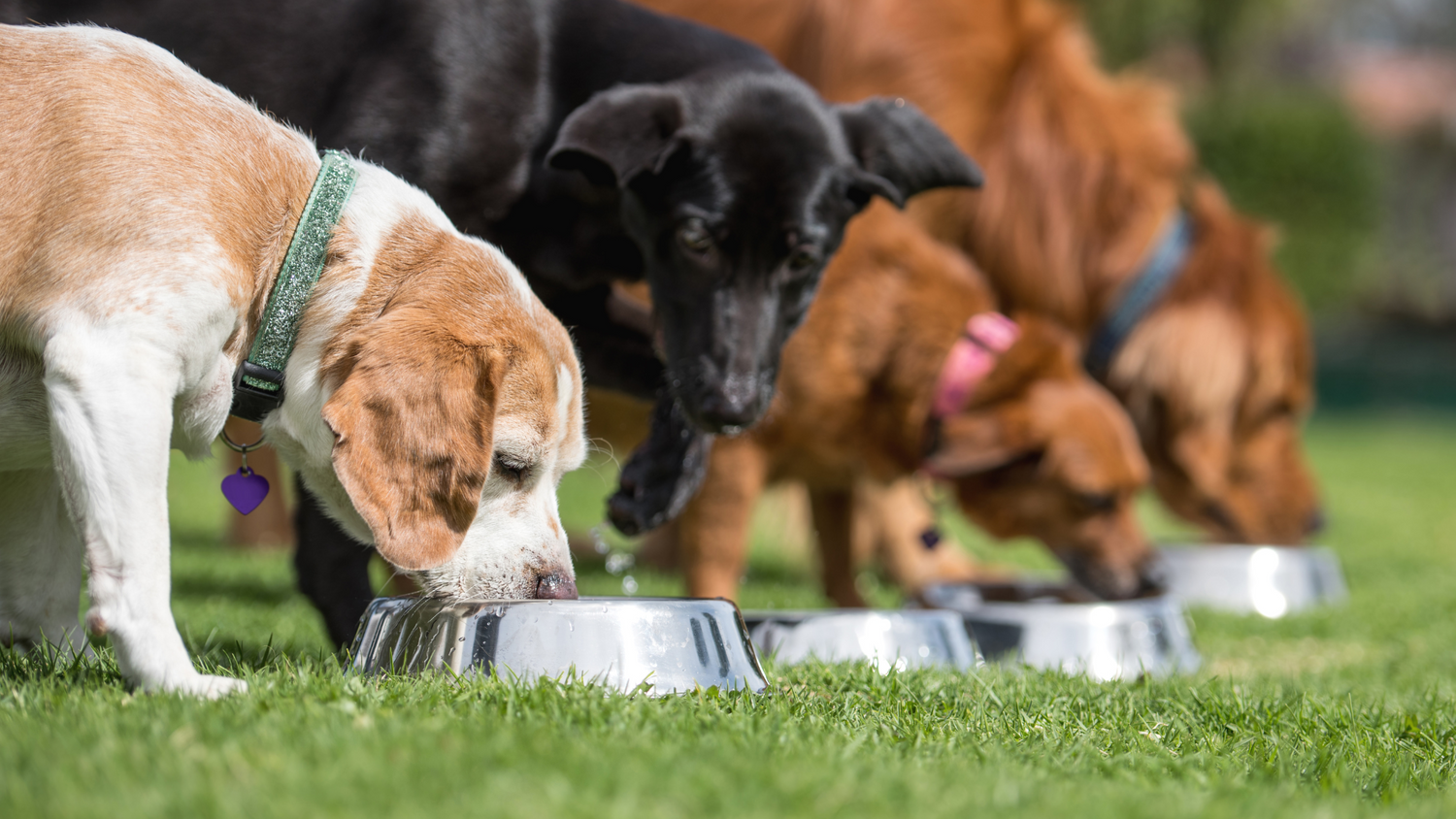 row of dogs all eating from silver bowl on grass 