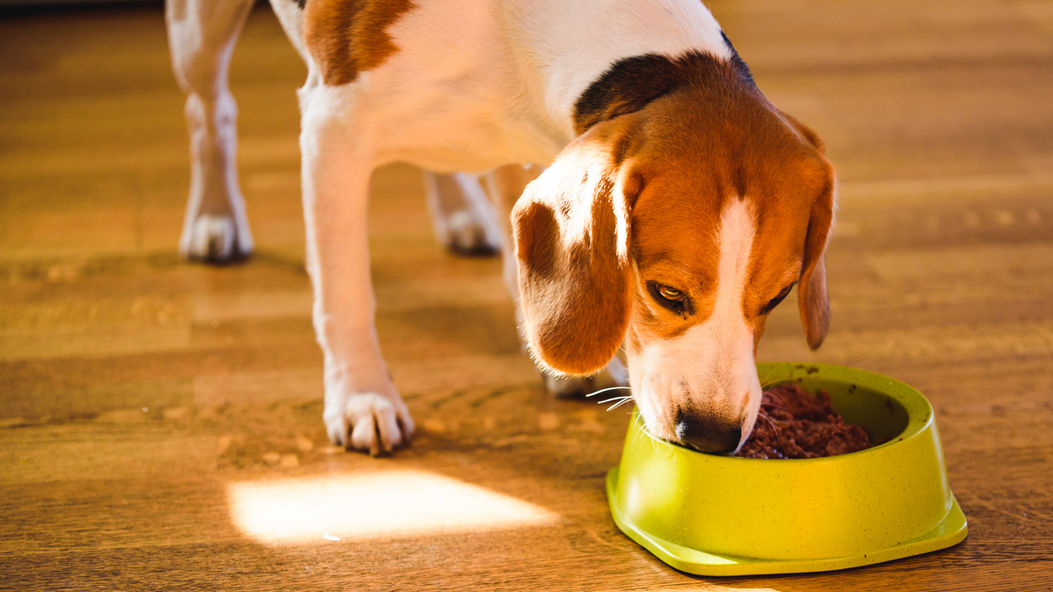 beagle eating dog food from a green bowl