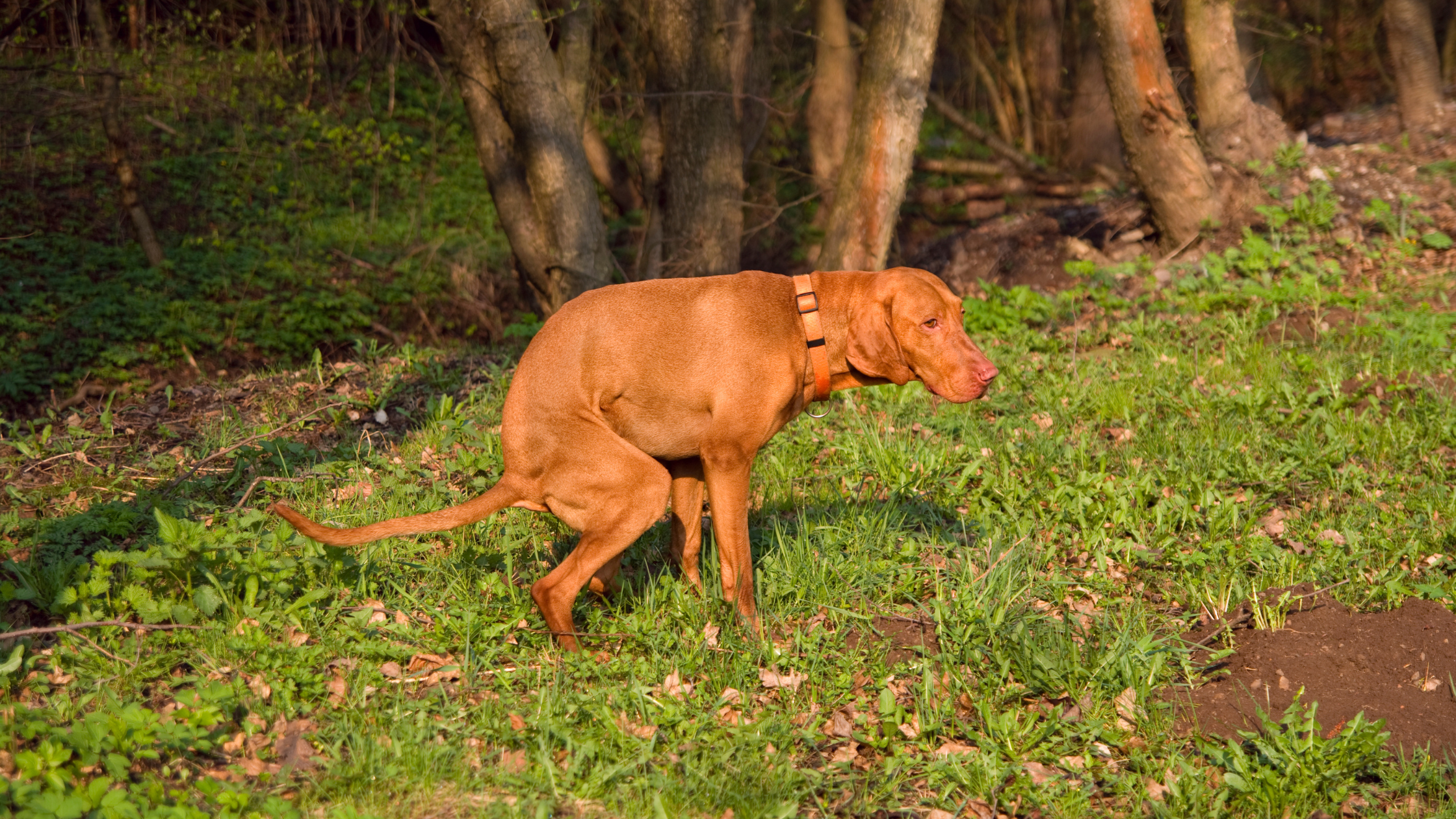 Dog Pooping - Compostable Dog Poop Bags
