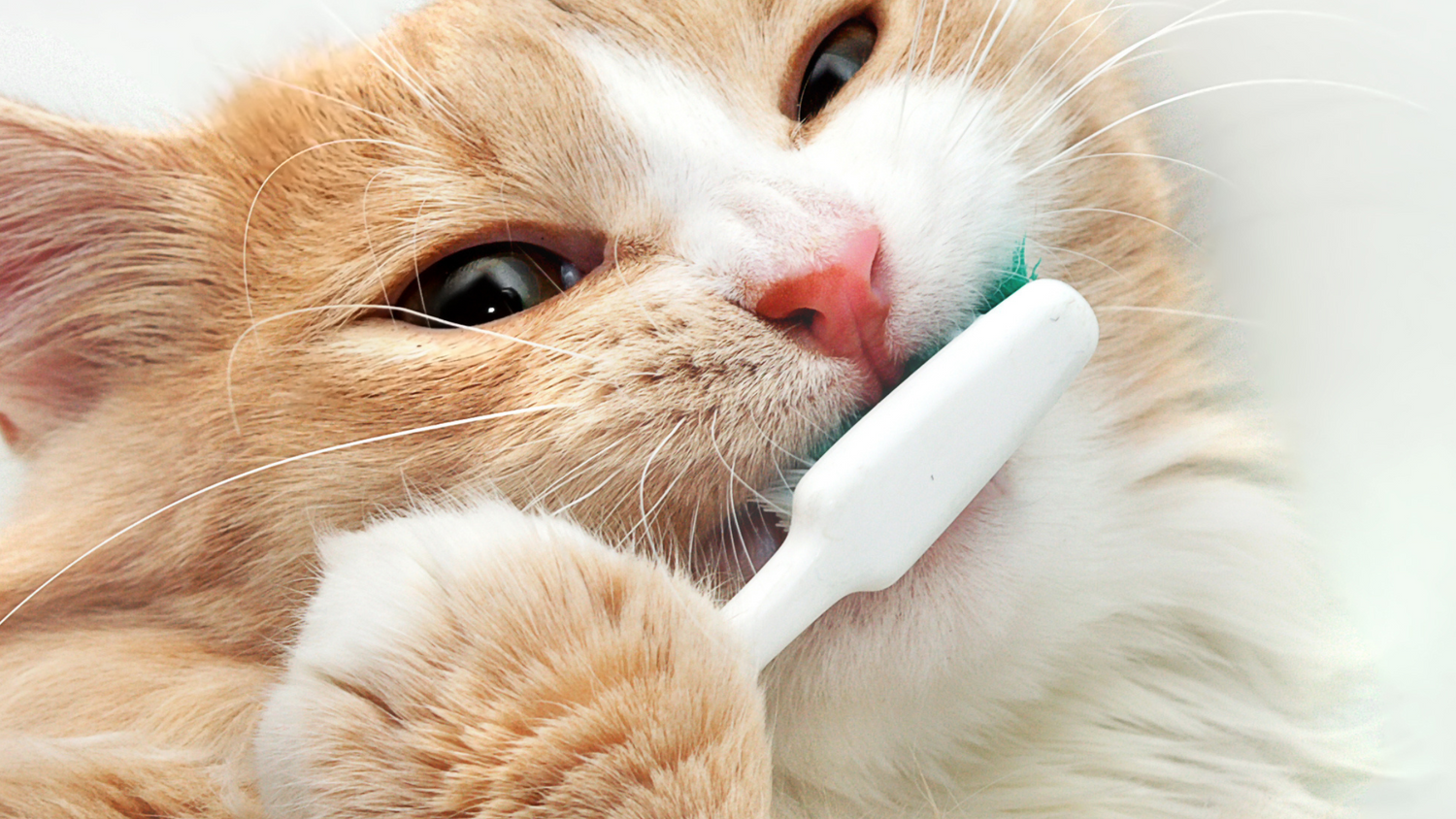 Dental Disease in Cats: What You Need to Know