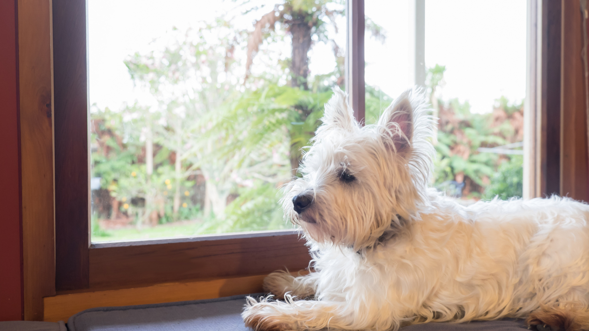 white dog with separation anxiety waiting by the window