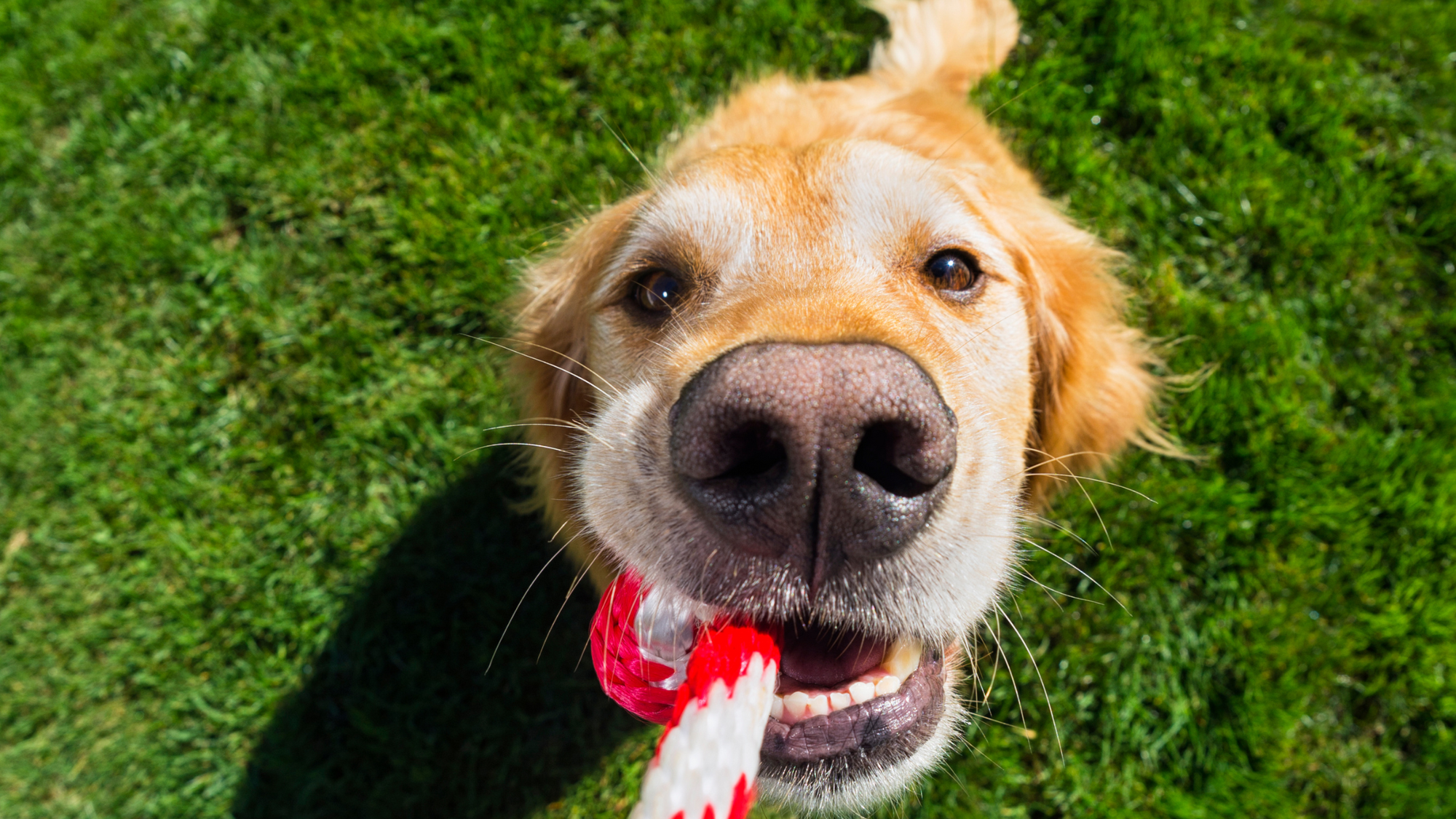 golden retriever with rope in their mouth smiling at the camera 