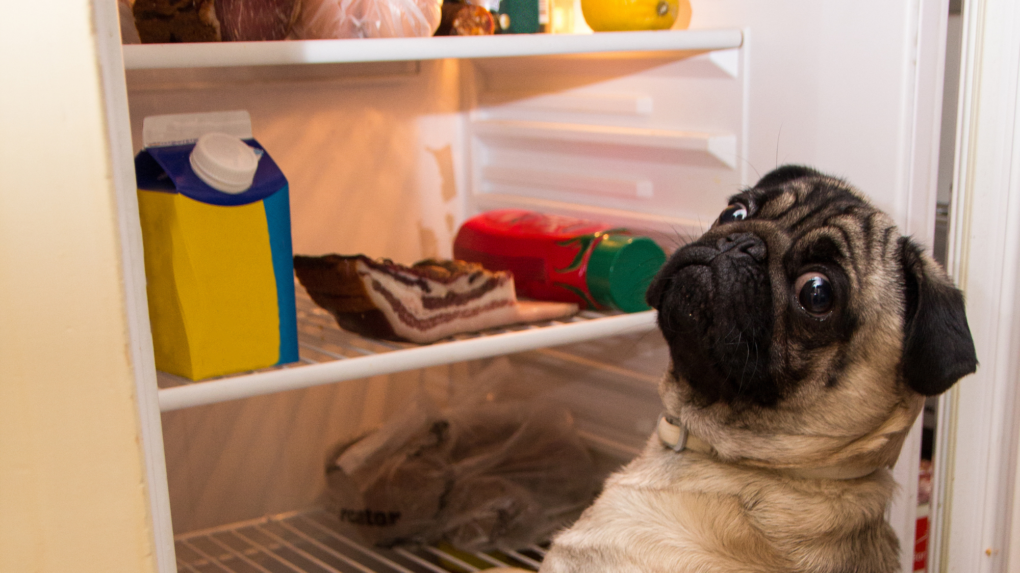 pug looking into the fridge with a funny expression