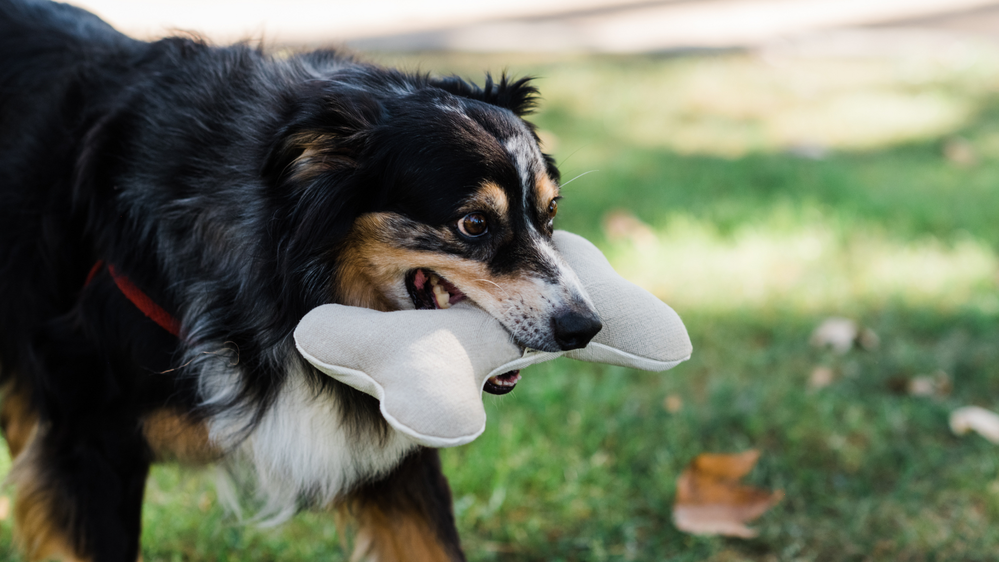 dog playing with hemp dog toy