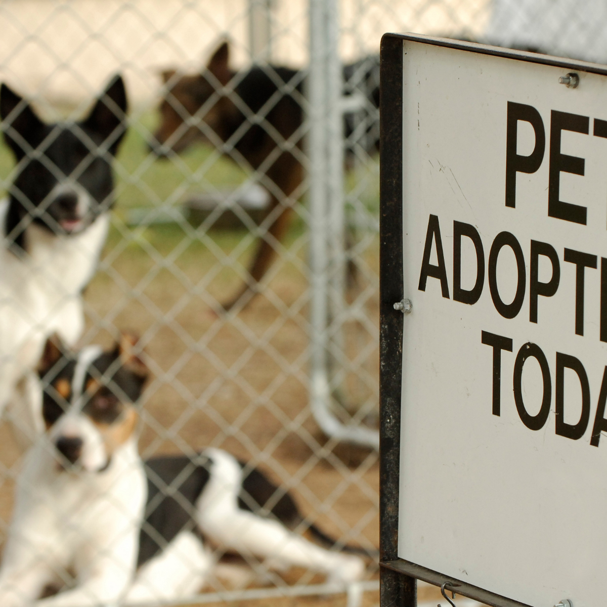 Adoptanimals drim 2025