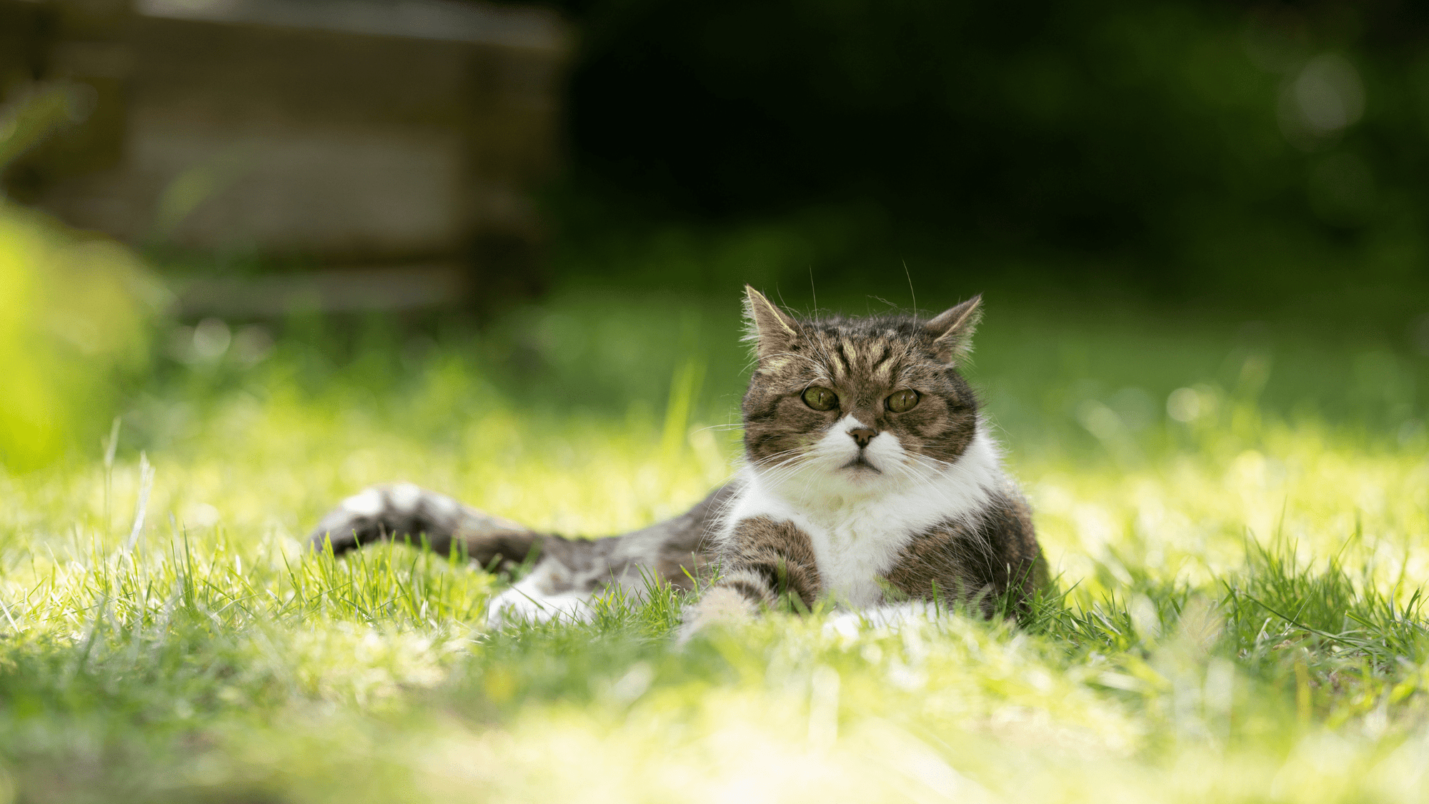 cat relaxing in the grass