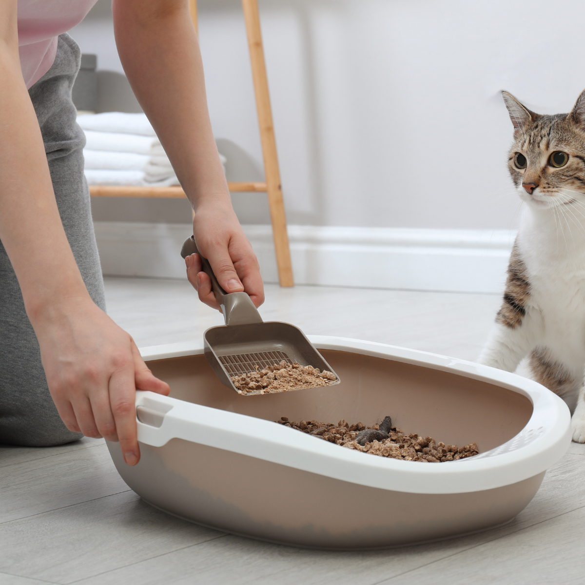 How to Choose The Best Sustainable Cat Litter The Ultimate Guide