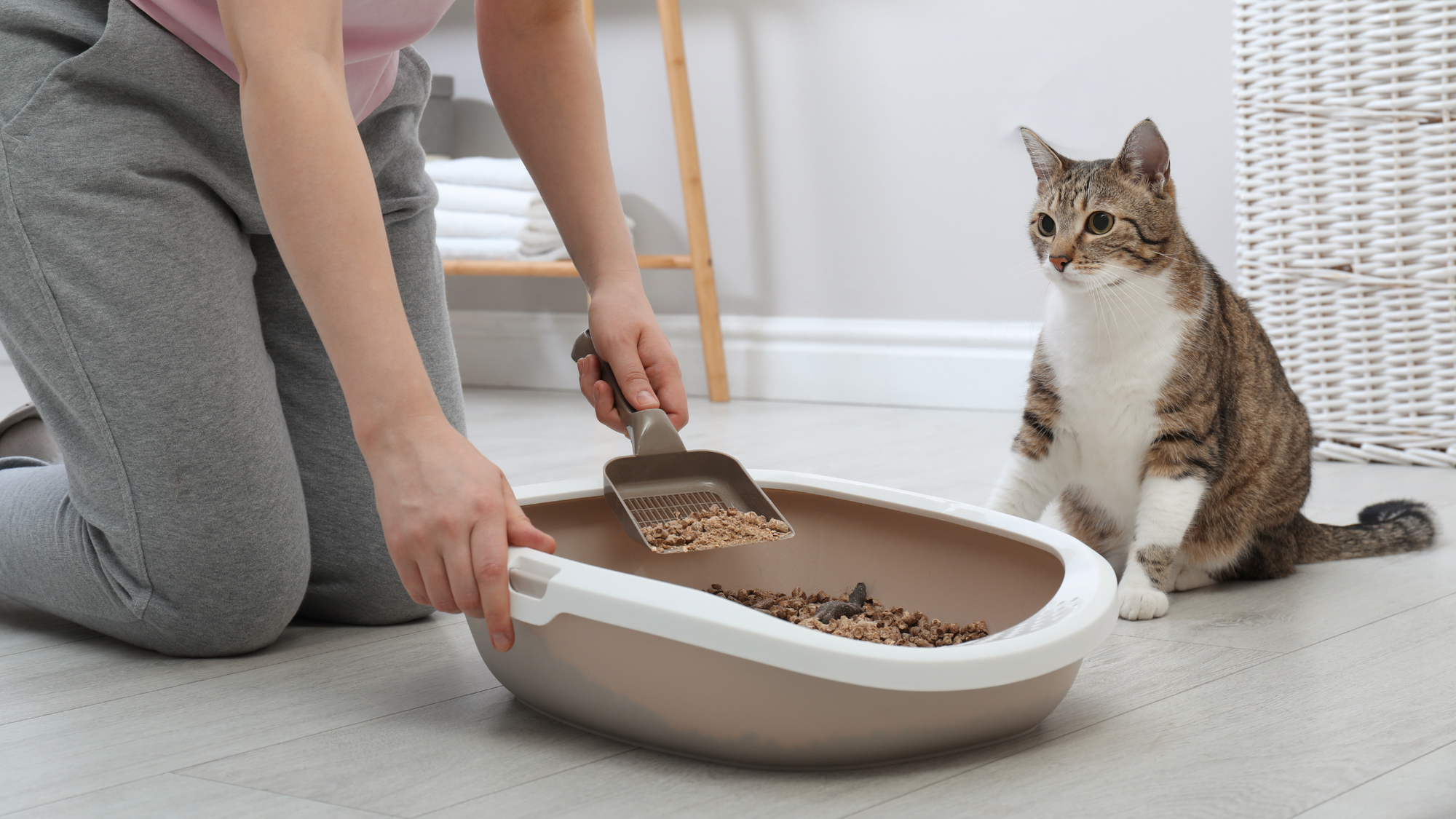 human scooping cat litter while cat watches