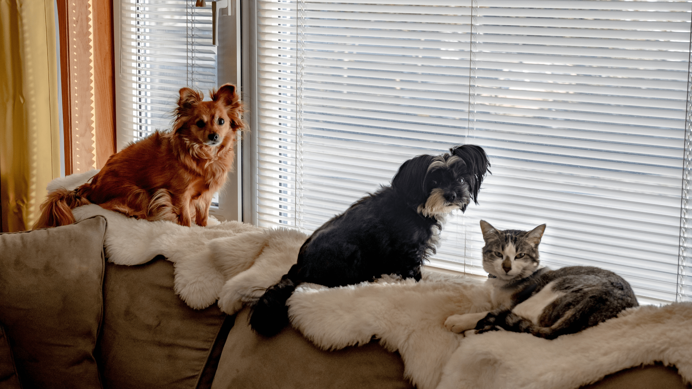 How to Get Rid of Pet Hair On Clothes Naturally