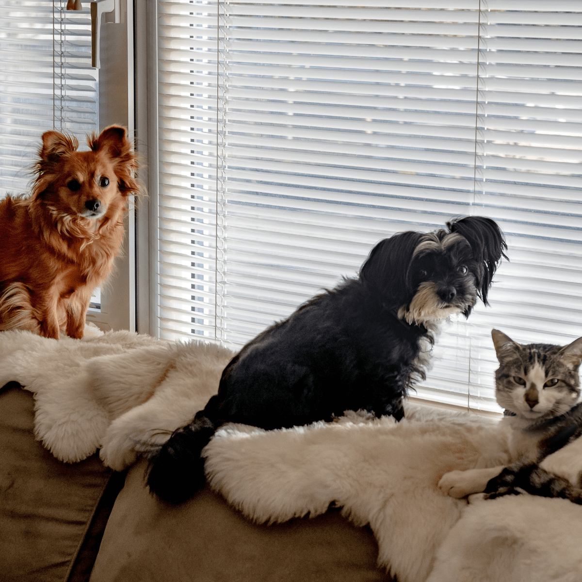 How to get cat hair off online of clothes without a lint roller