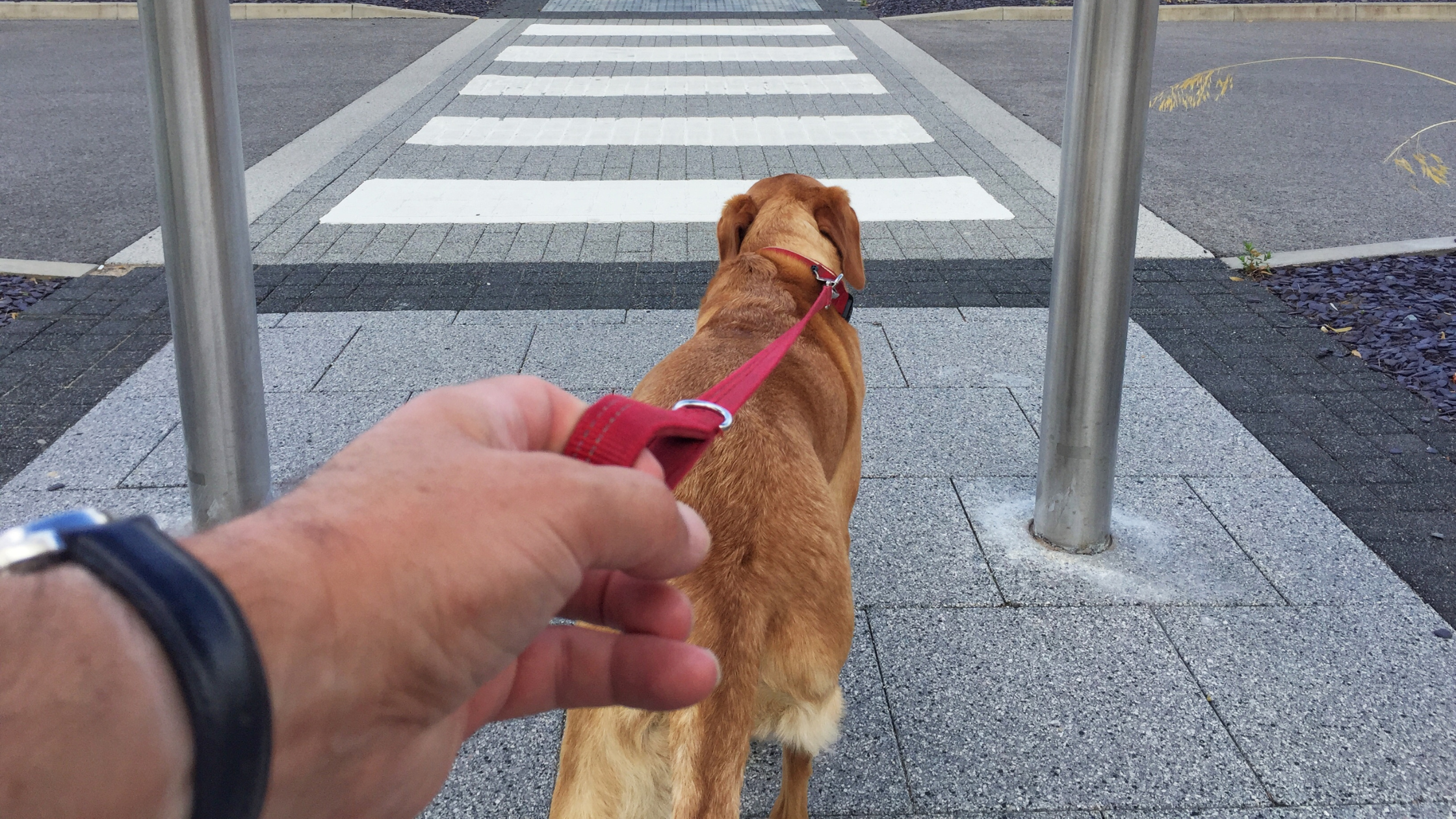 Dog pulling leash - dog leash reactivity