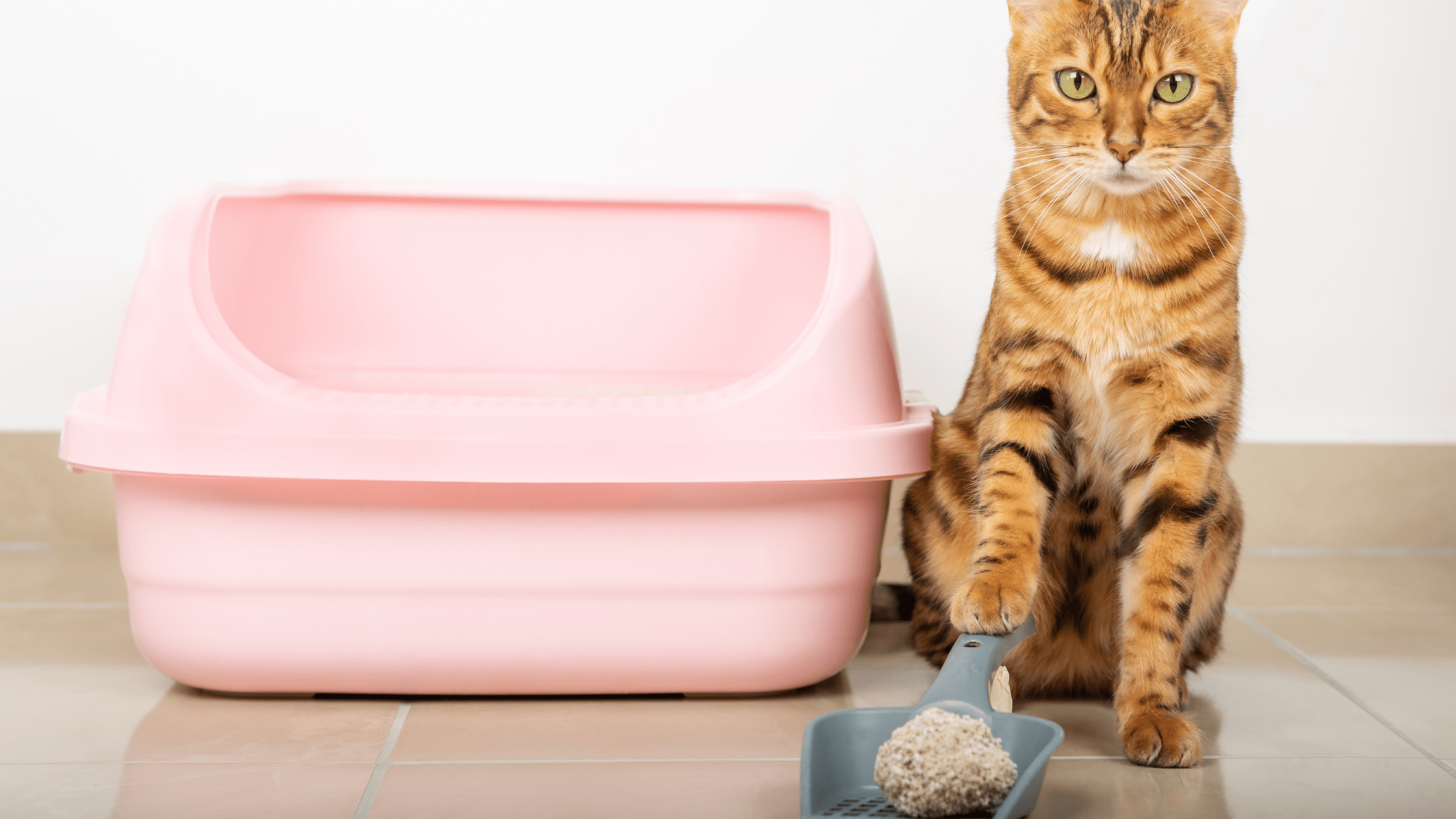 Is Cat Litter Bad for the Environment?
