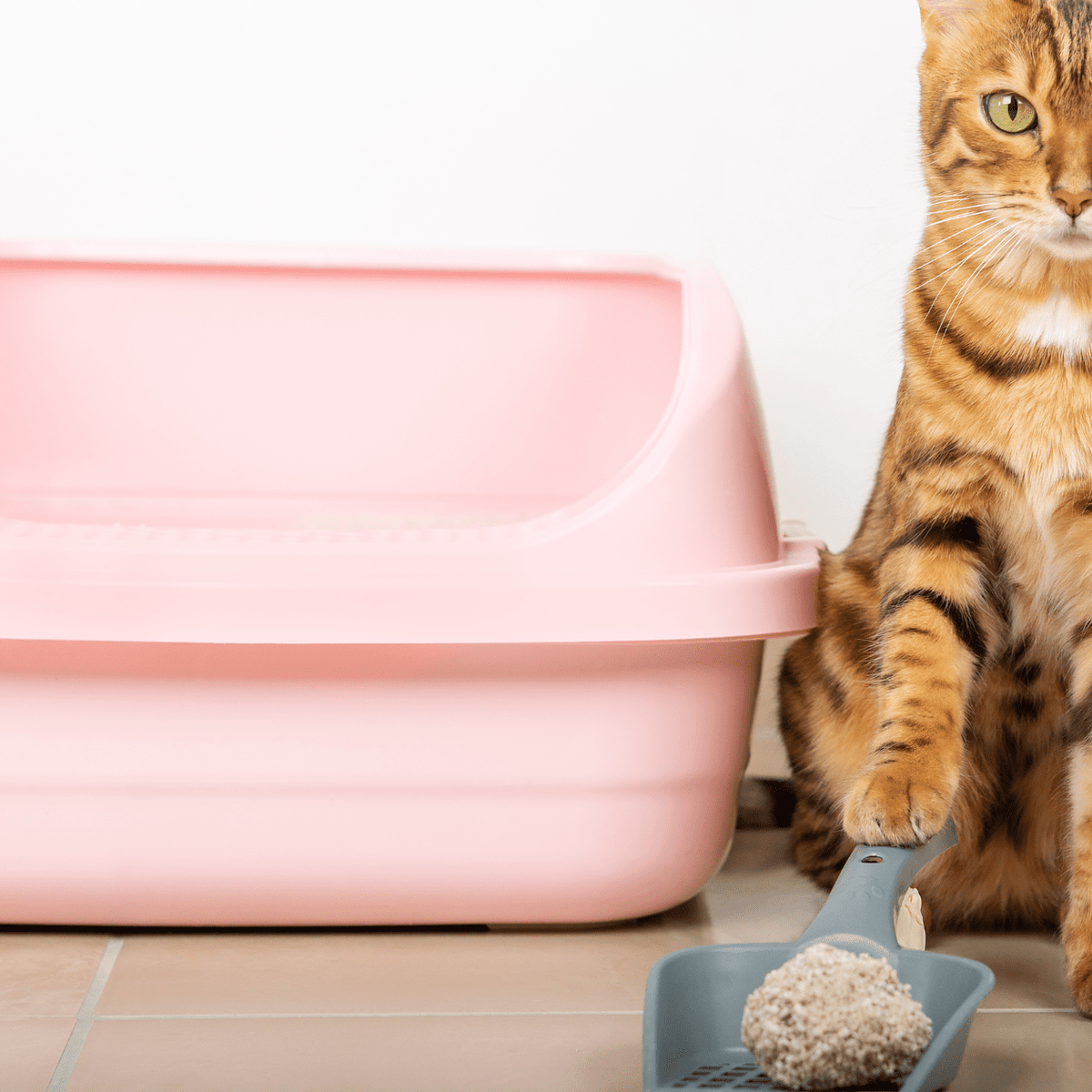 Best cat litter for the environment deals
