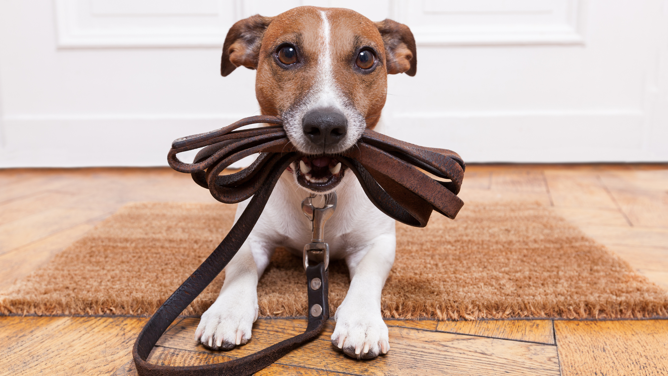 small dog holding vegan leather collar in mouth