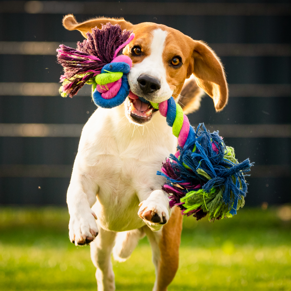 The Most Natural Long Lasting Chew Toys for Dogs