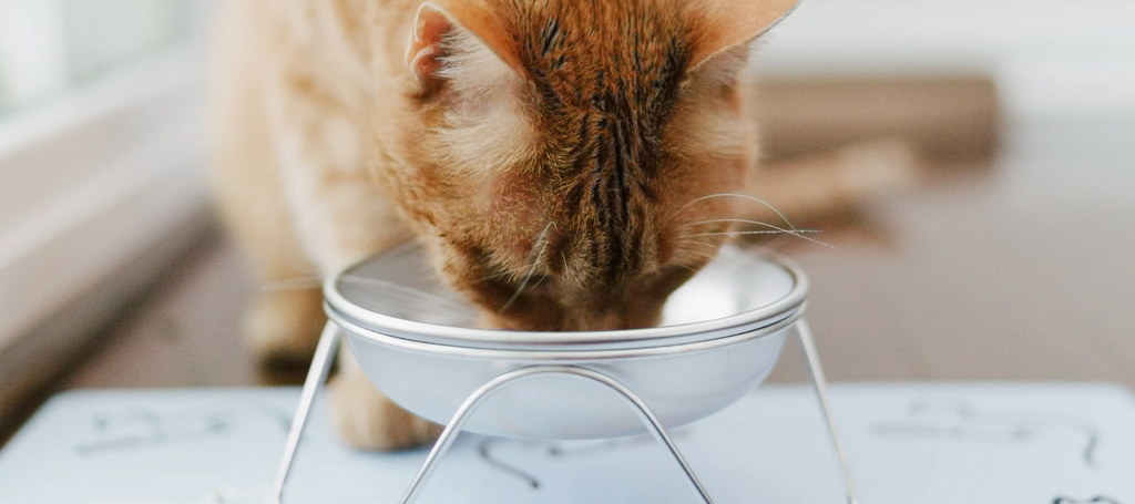 Dog and cat hot sale bowls
