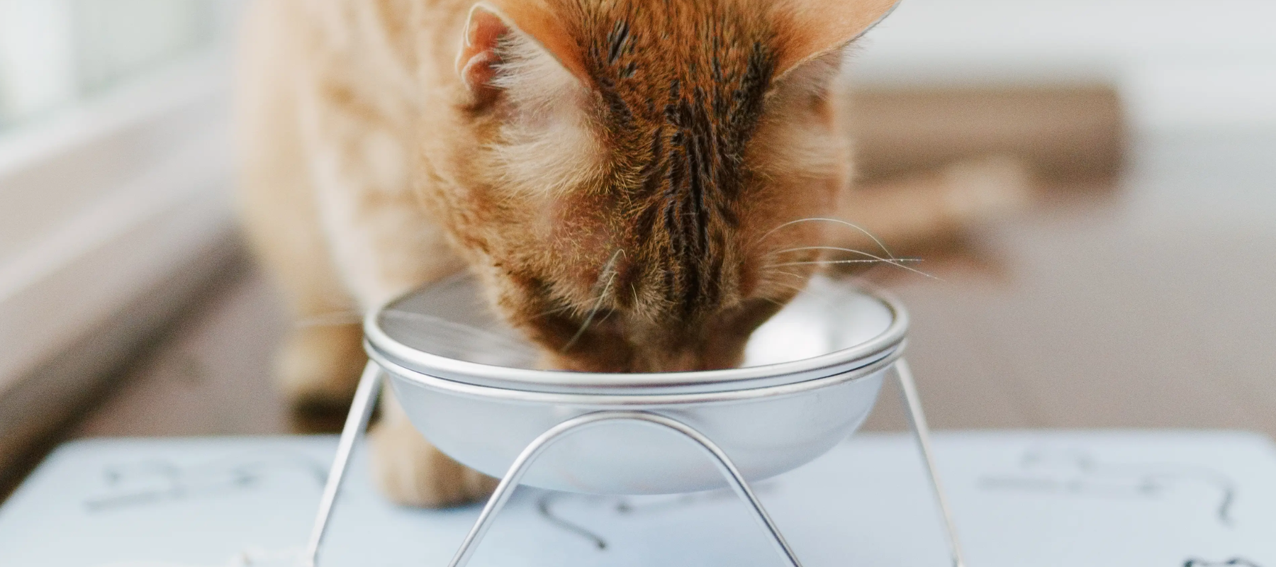 Sustainable Dog and Cat Bowls - Cat eating from Americat Pet Bowl on Stand