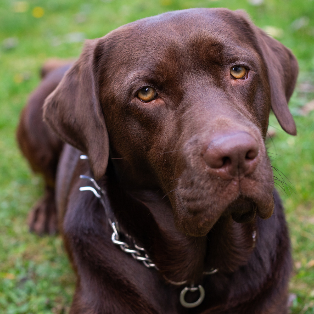 Natural anti top anxiety for dogs
