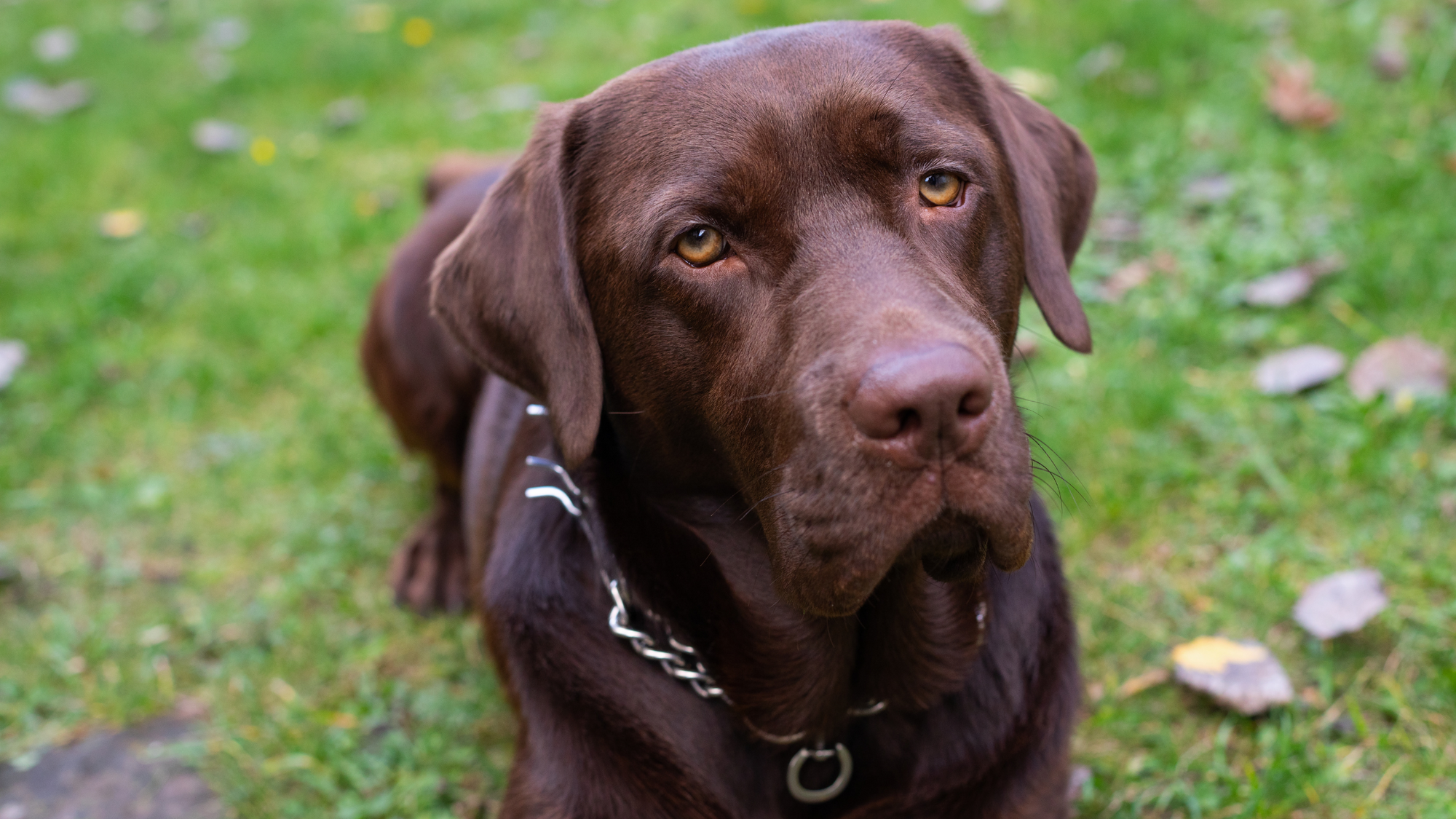 chocolate lab with sad expression lying on the grass