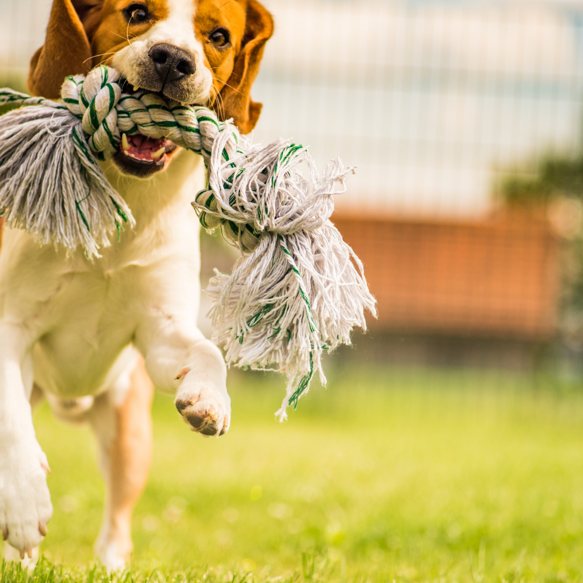 Organic Toys For Dogs That Are Good for the Planet