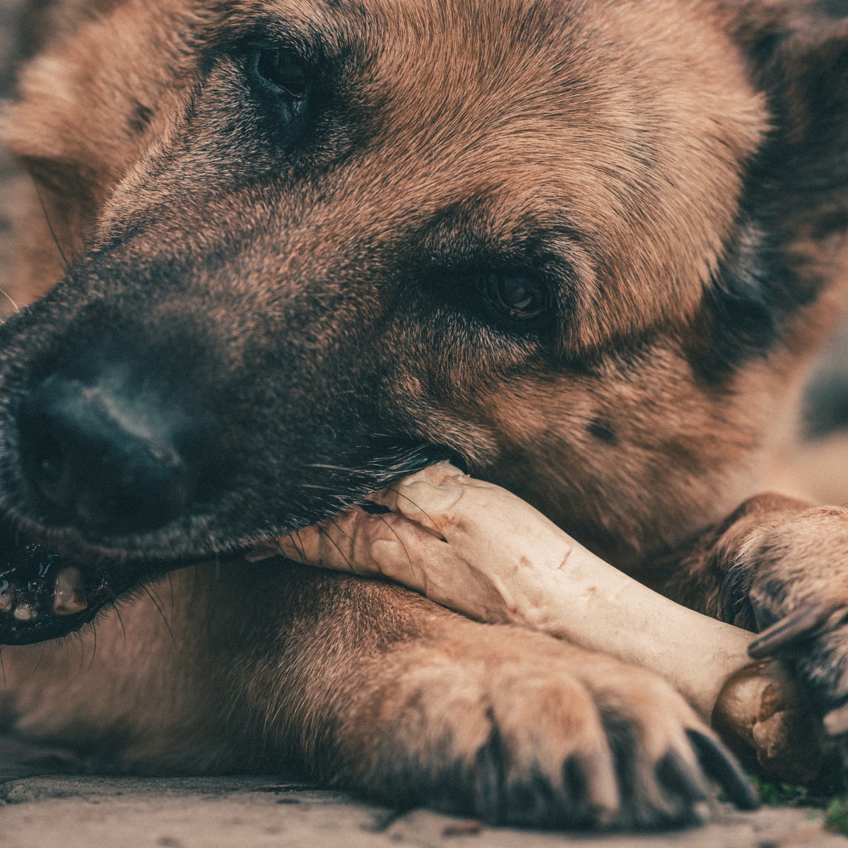 The Best Safe Bones for Dogs