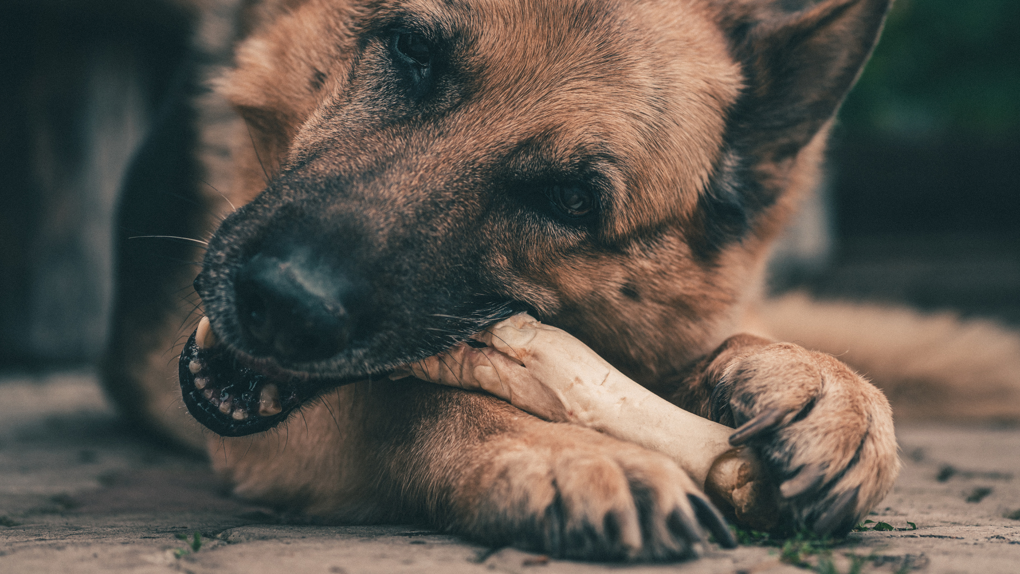 German Shepherd gnawing on dog bone