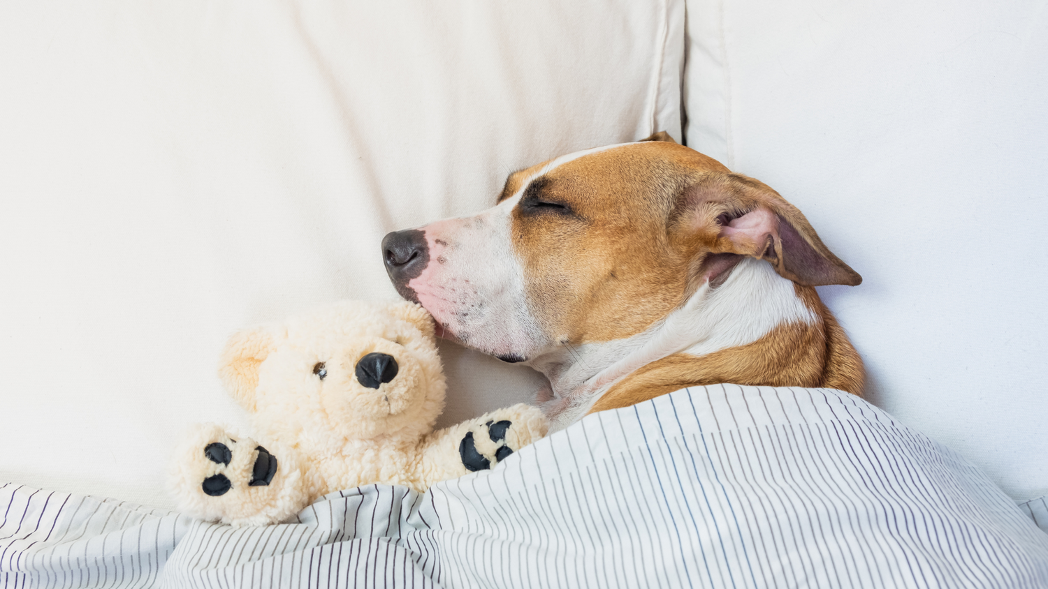 Dog sleeping peacefully in bed with his teddy 