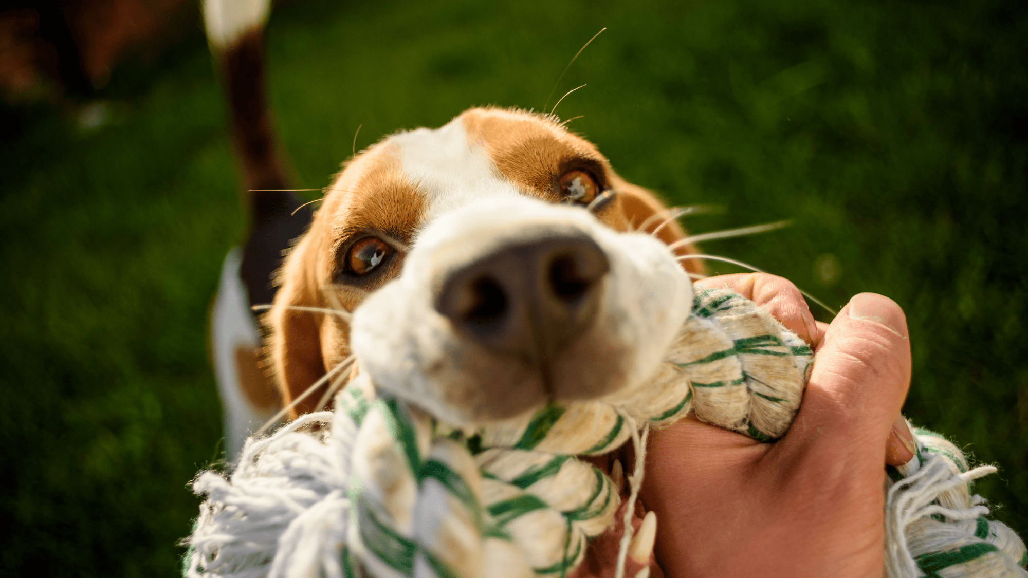 up close shot of dog pulling tug rope away from owner 