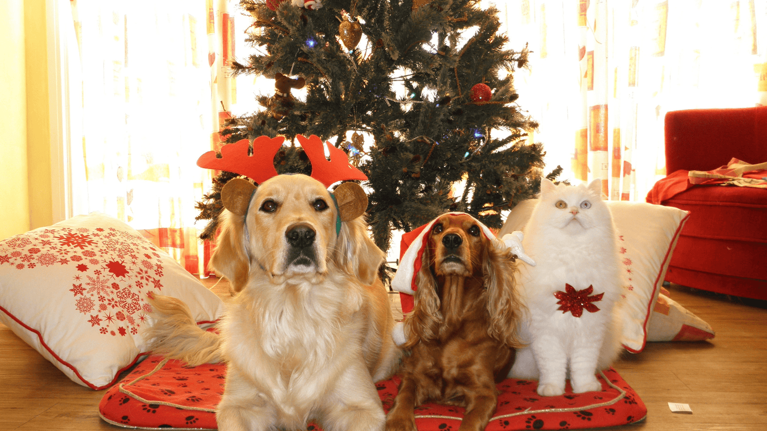 The ULTIMATE Sustainable Pet Gift Guide: DIY to Second Hand