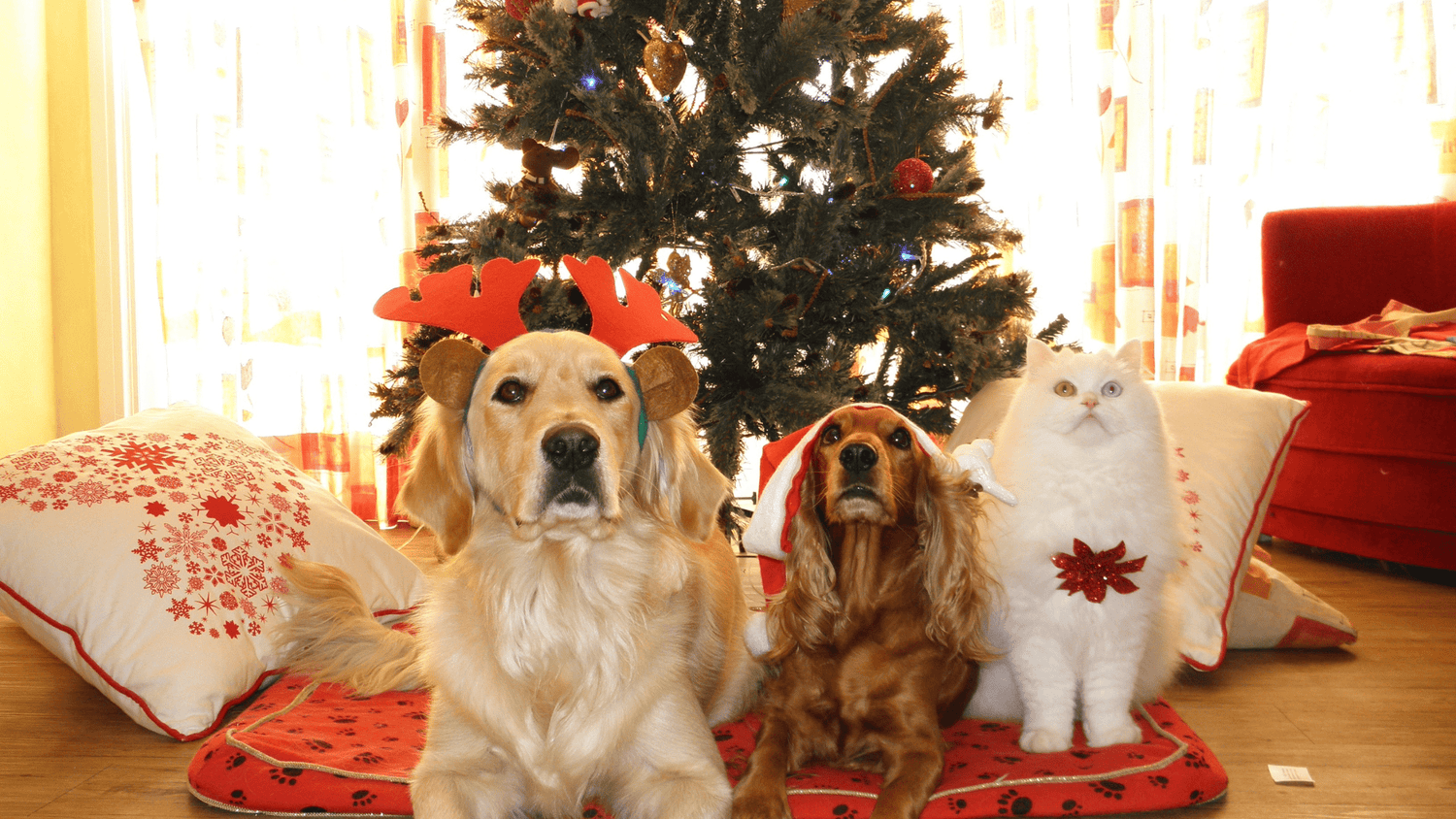 two dogs ad a cat wearing Christmas decorations