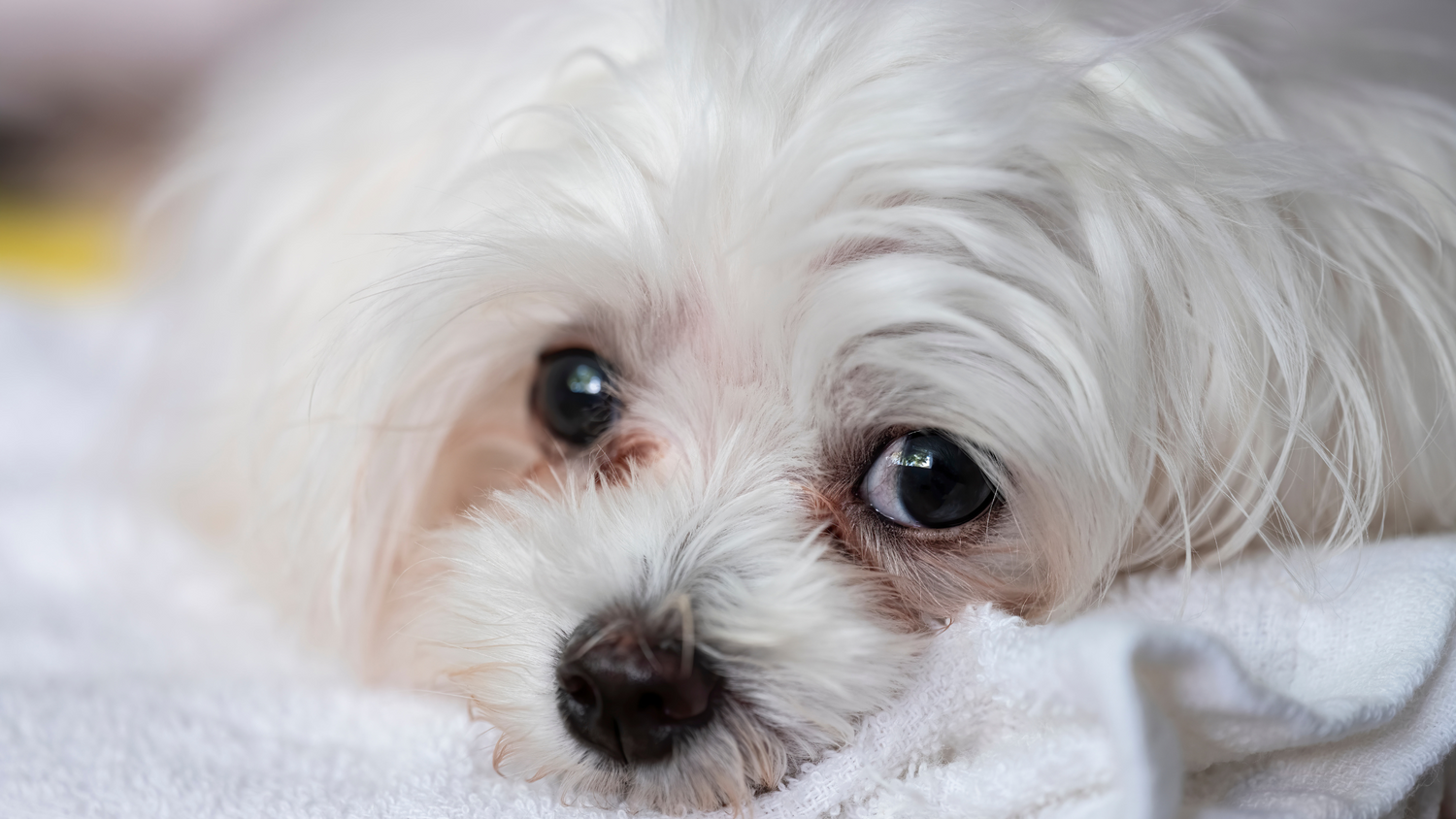 maltese dog with tear stains under eyes 