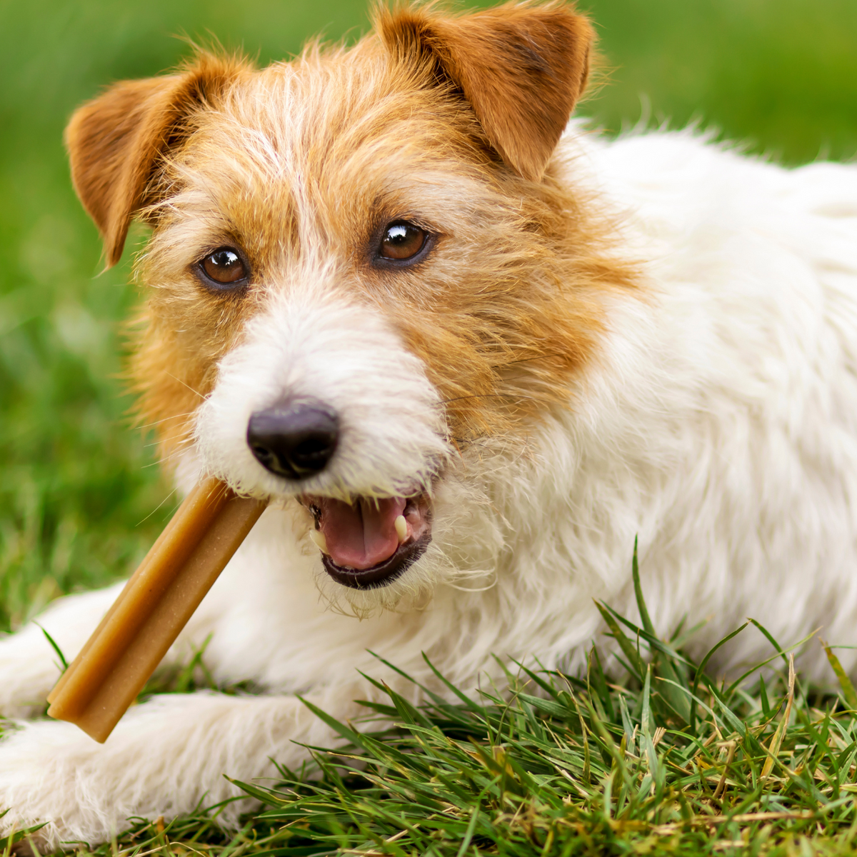 Best treats top for aggressive chewers