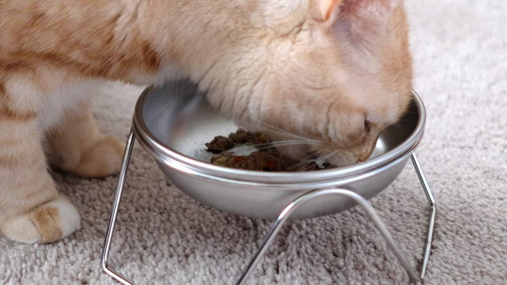 The Best Sustainable Cat Water Dishes