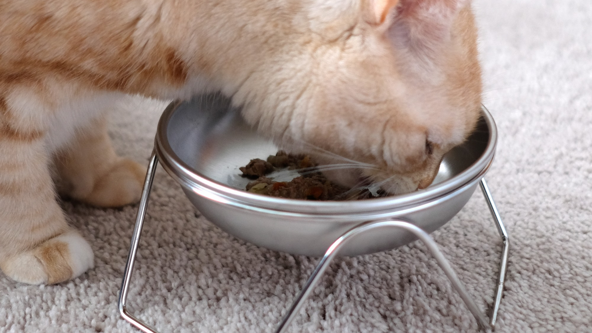 ginger cat eat kibble from a raised stainless steel cat bowl