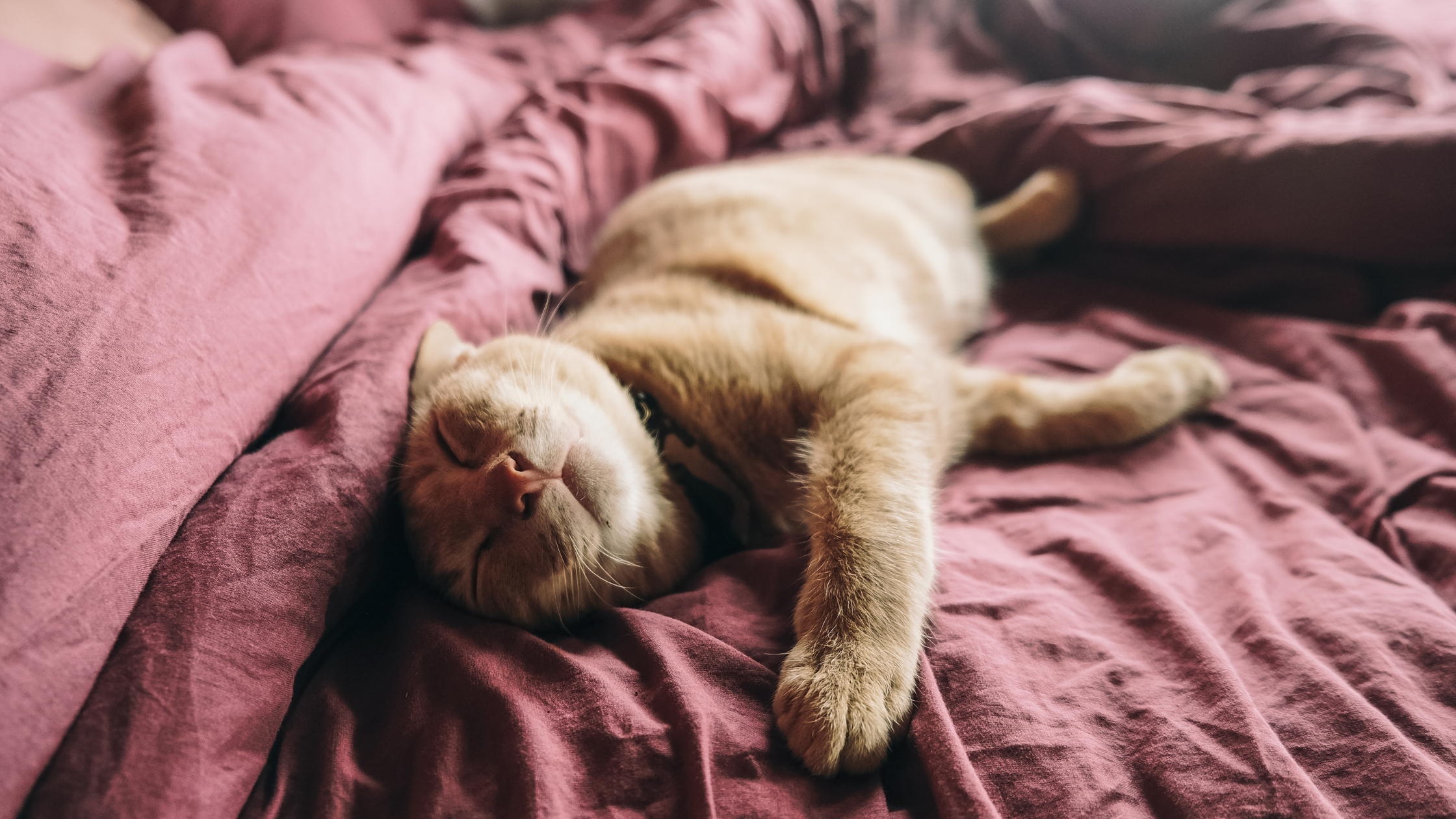 orange tabby cat sleeping on a rose colored bed