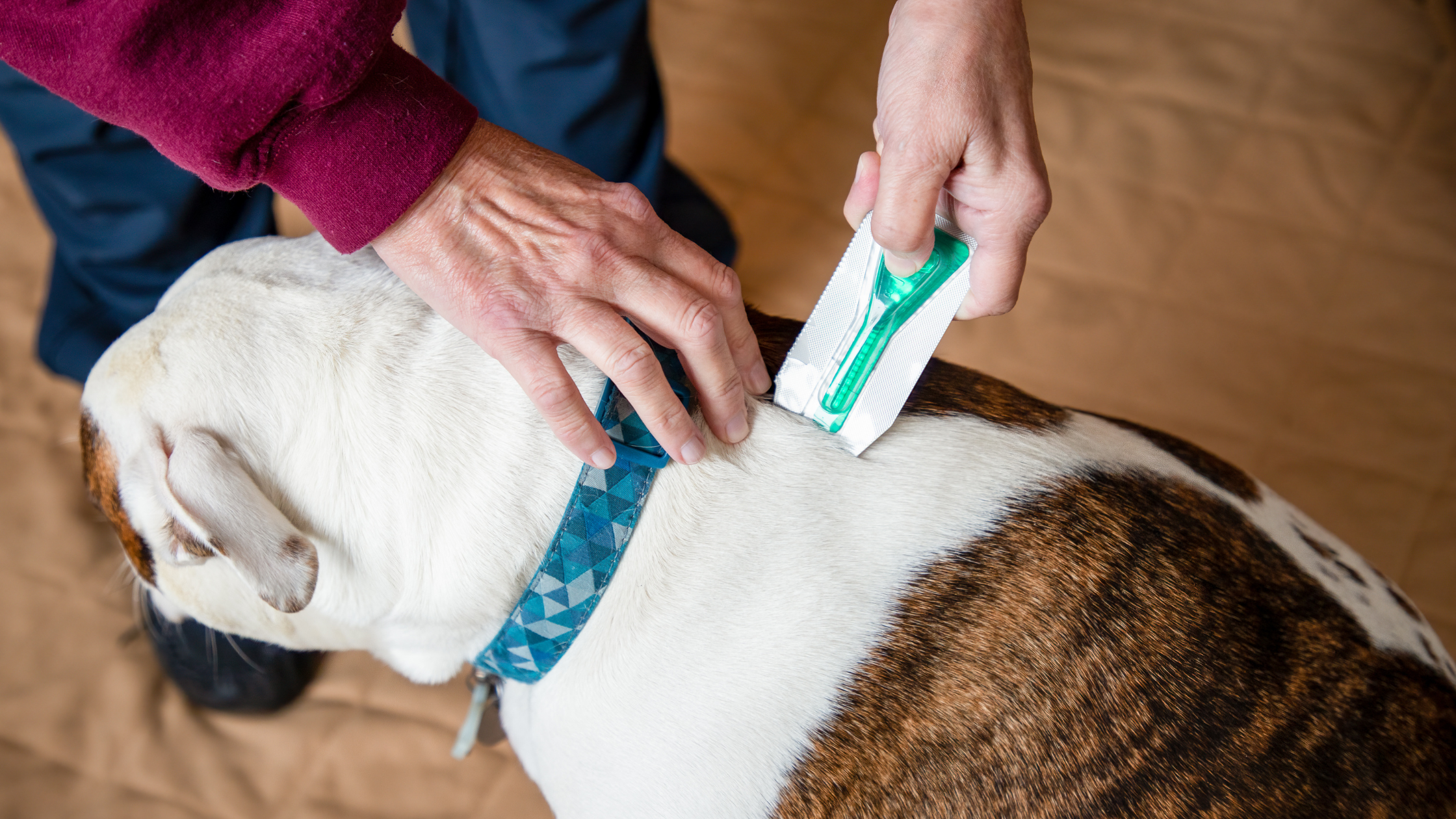 person giving pet flea treatment to dog