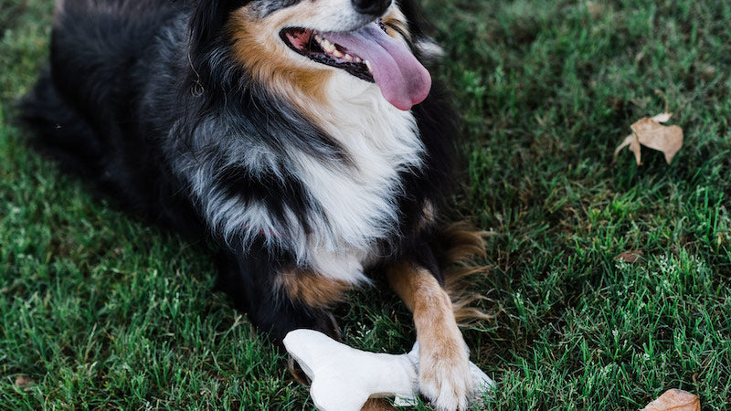 Dog with bone lying on grass and panting - do dogs really need squeakers?