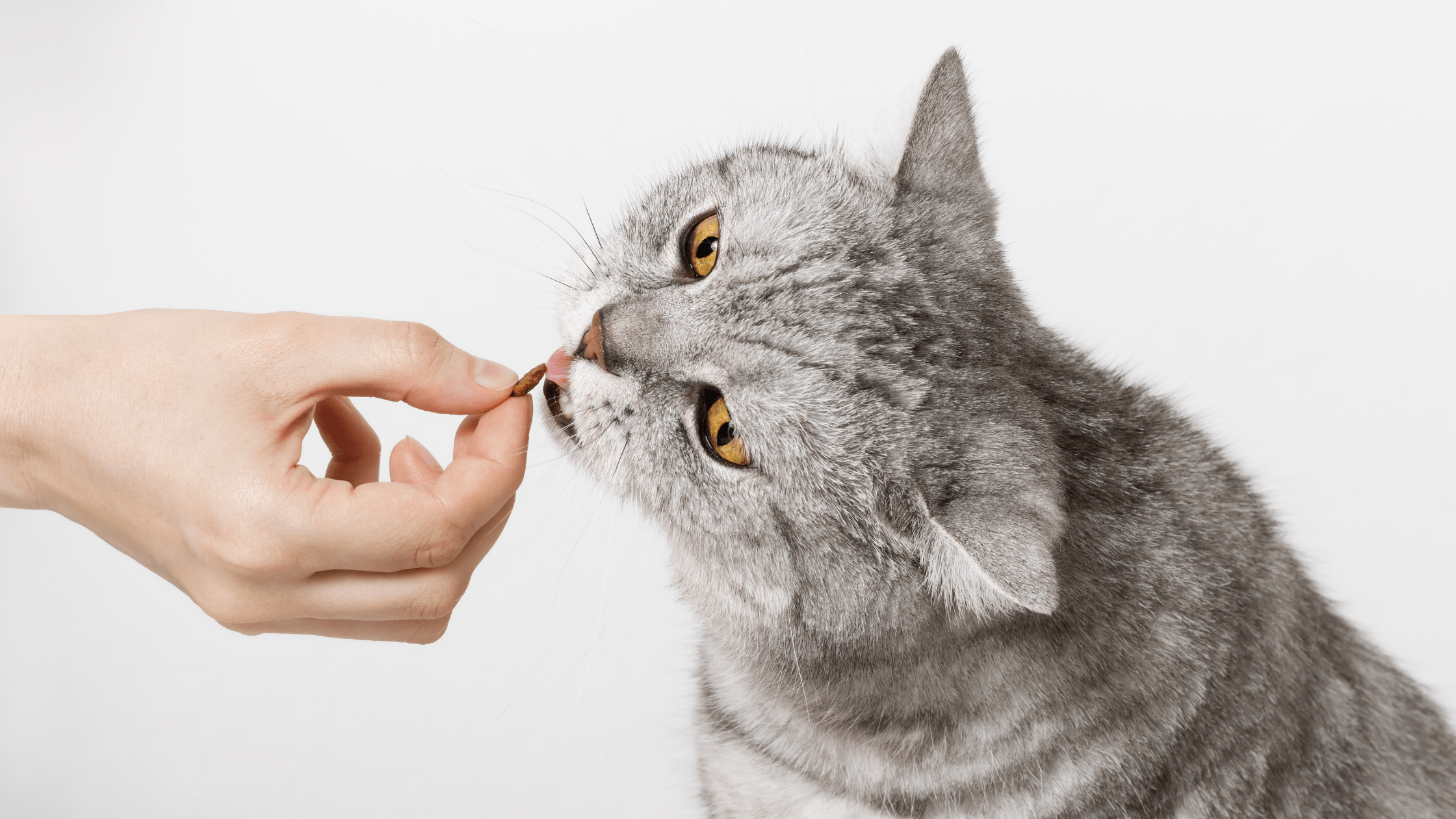 Easy Homemade Dog and Cat Treats with 5 Ingredients or Less
