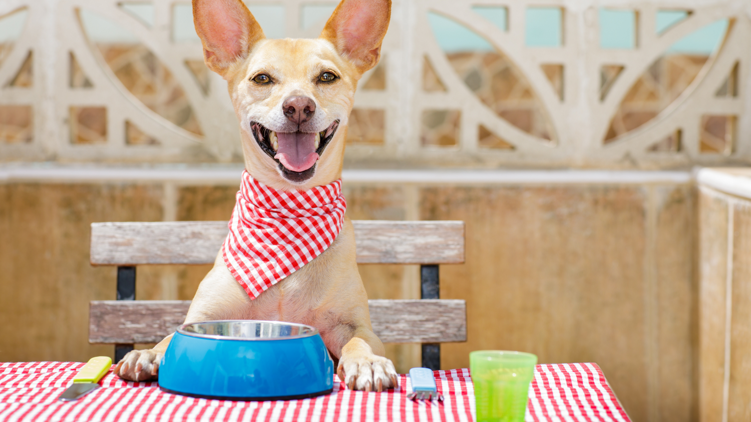 Happy dog wearing a bandana and sitting at picnic table waiting for food